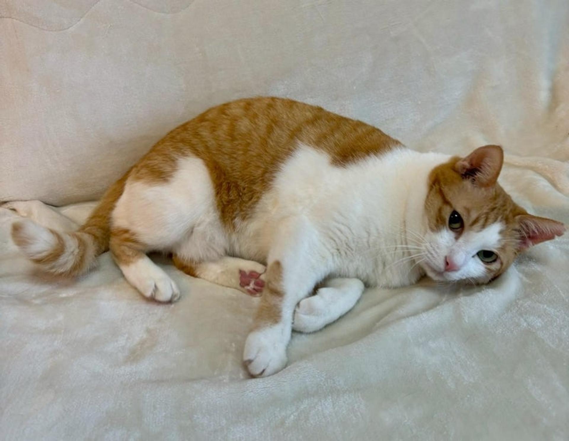 pet-image-4
