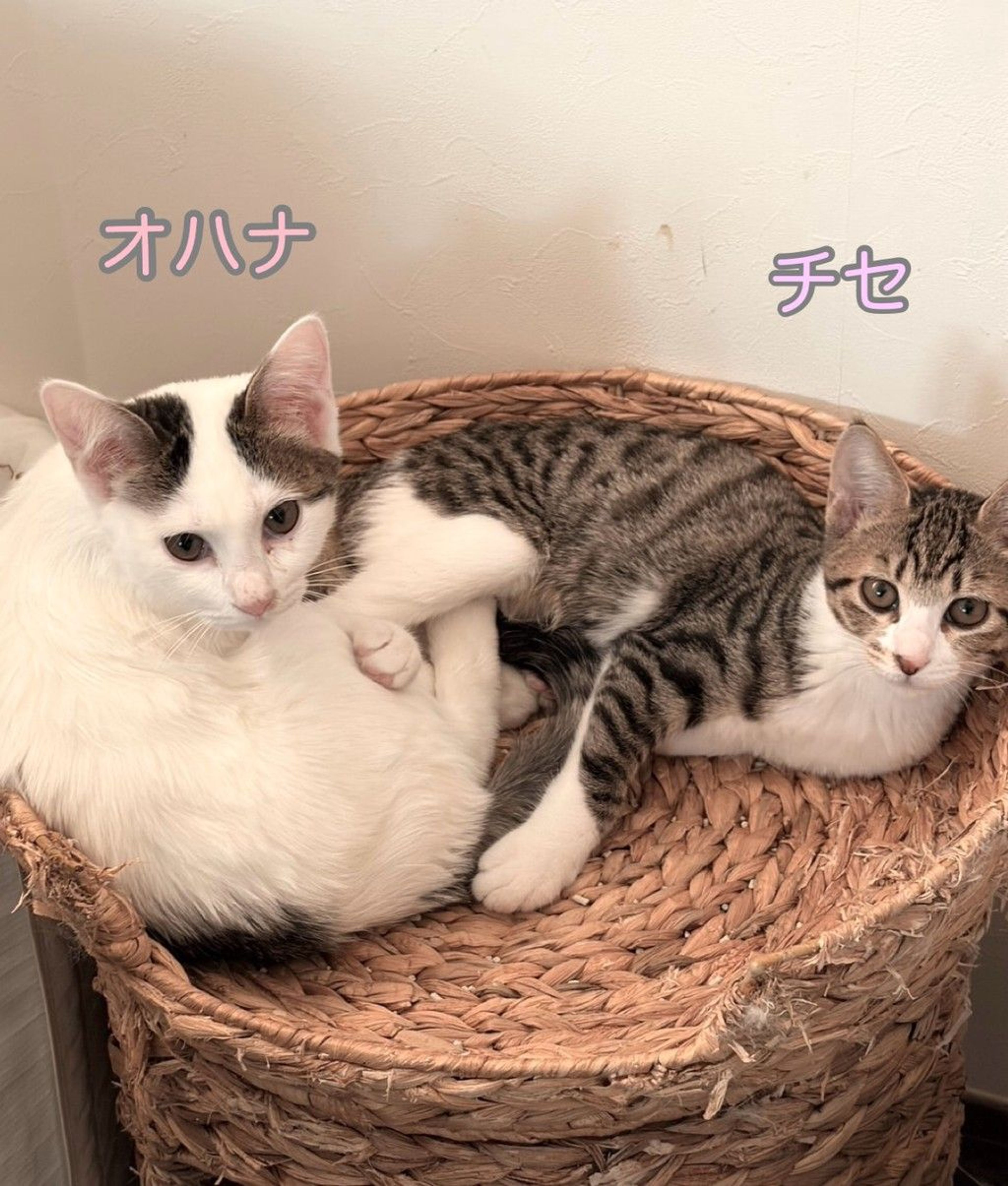 雑種（ミックス猫）・メスの里親募集の写真