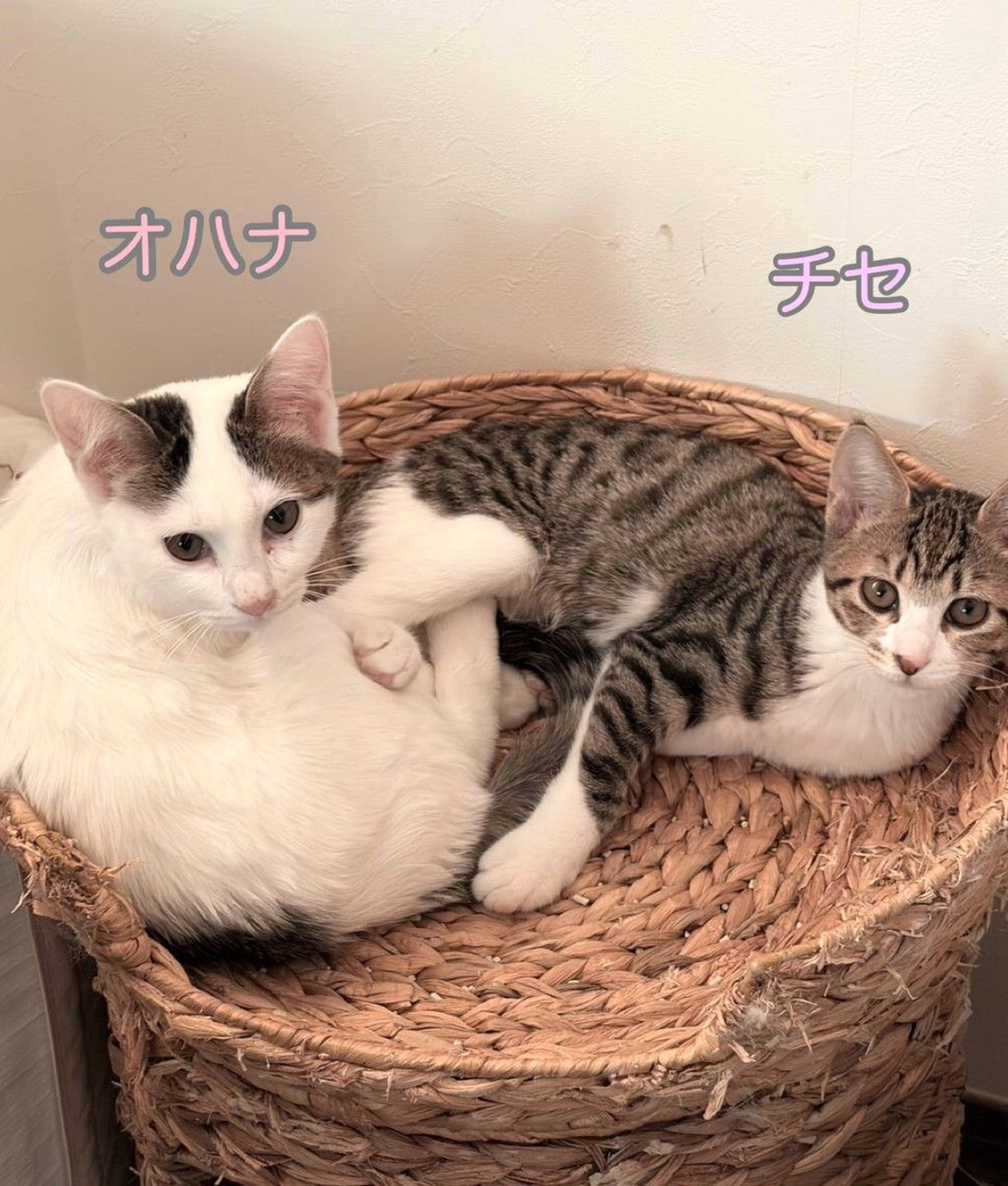 雑種（ミックス猫）・メスの里親募集の写真