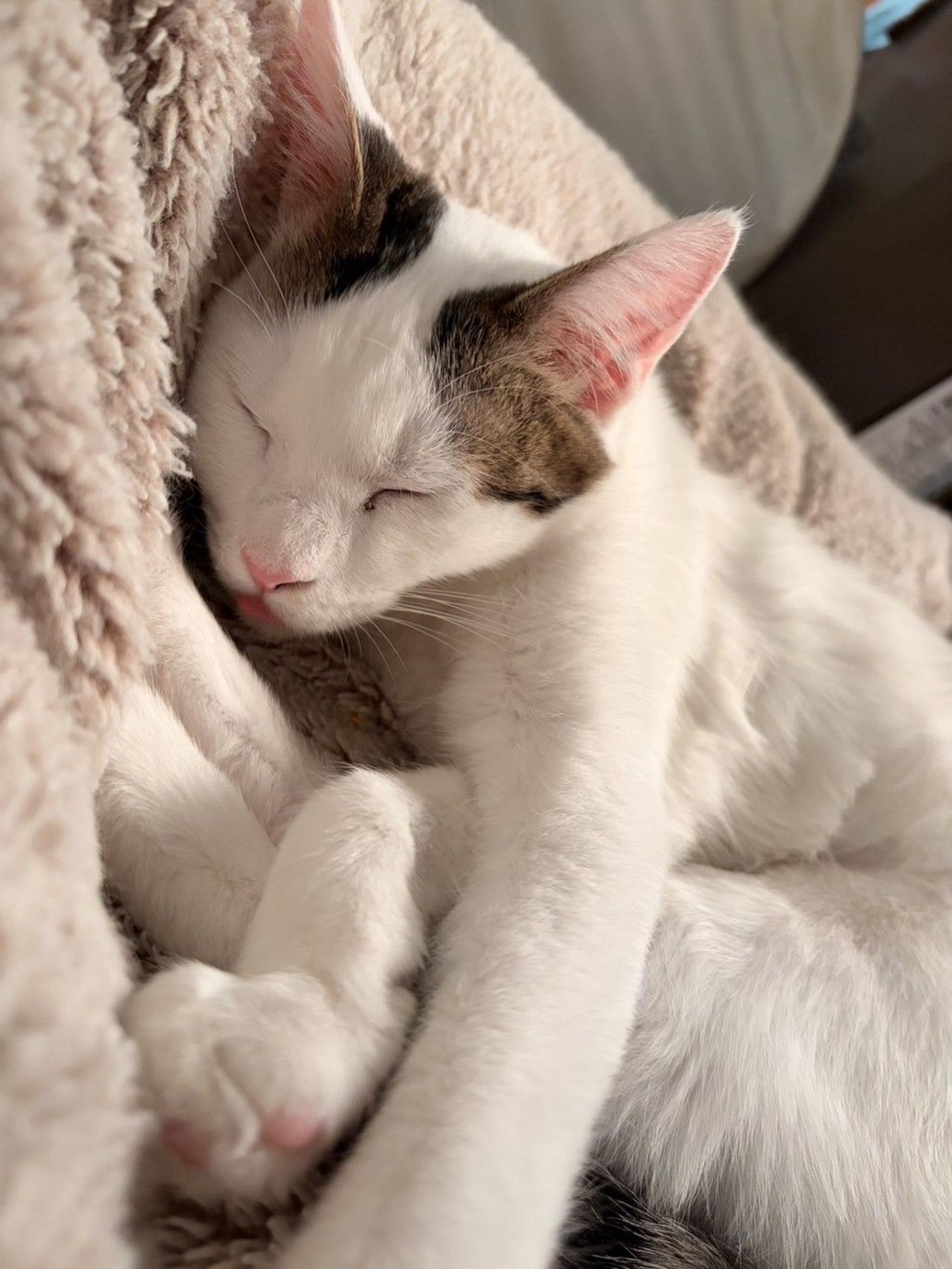pet-image-3
