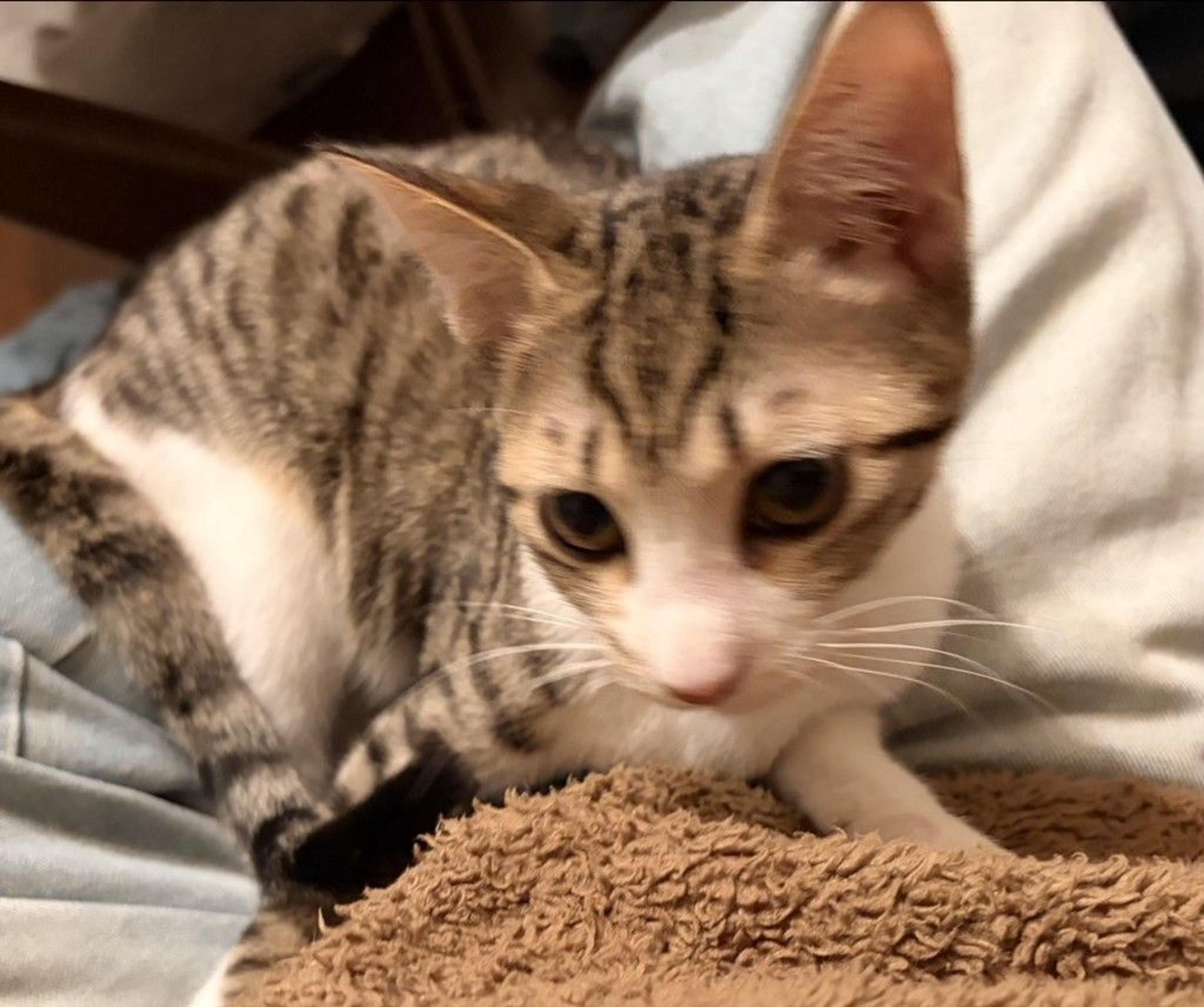 pet-image-3
