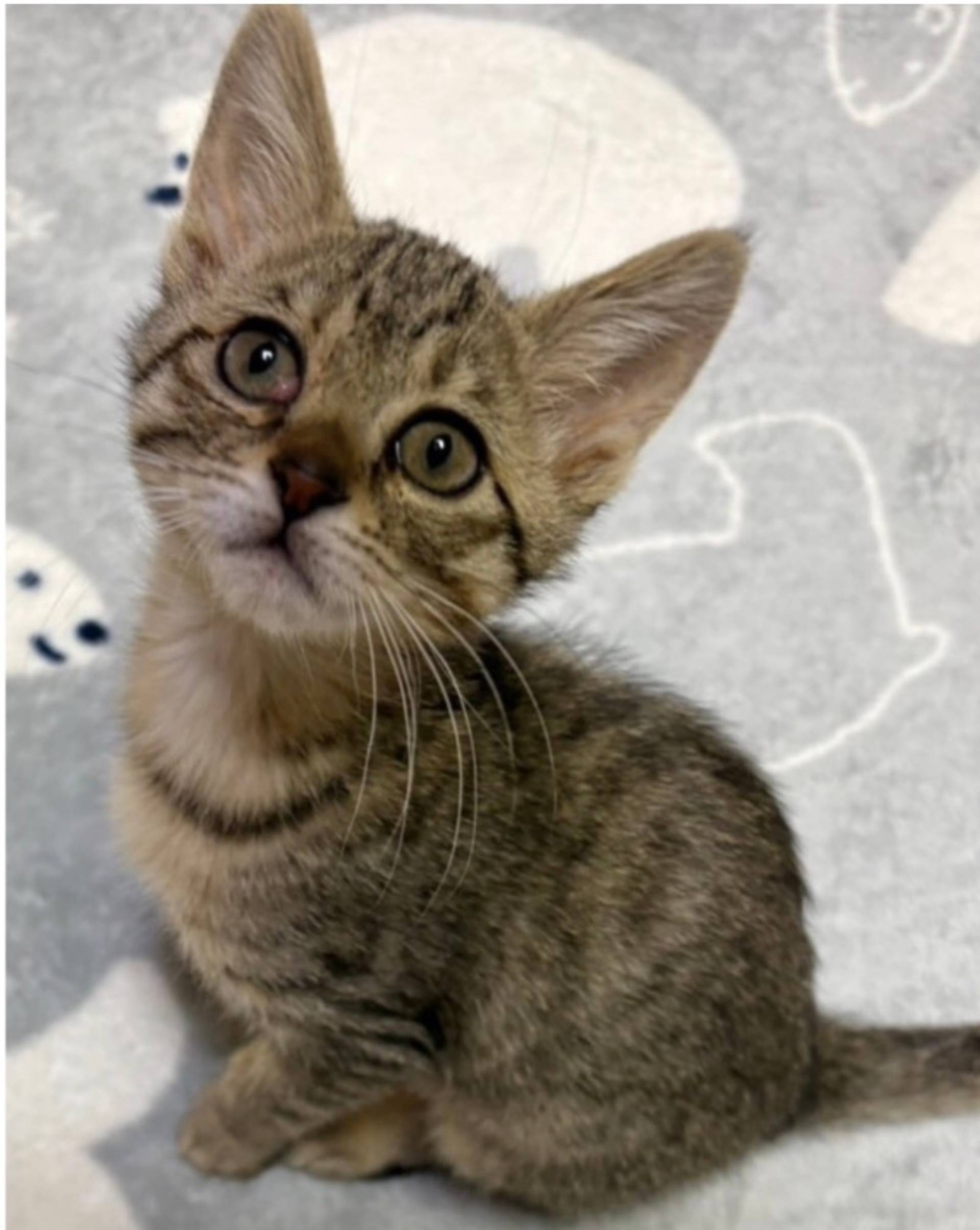 雑種（ミックス猫）・メスの里親募集の写真