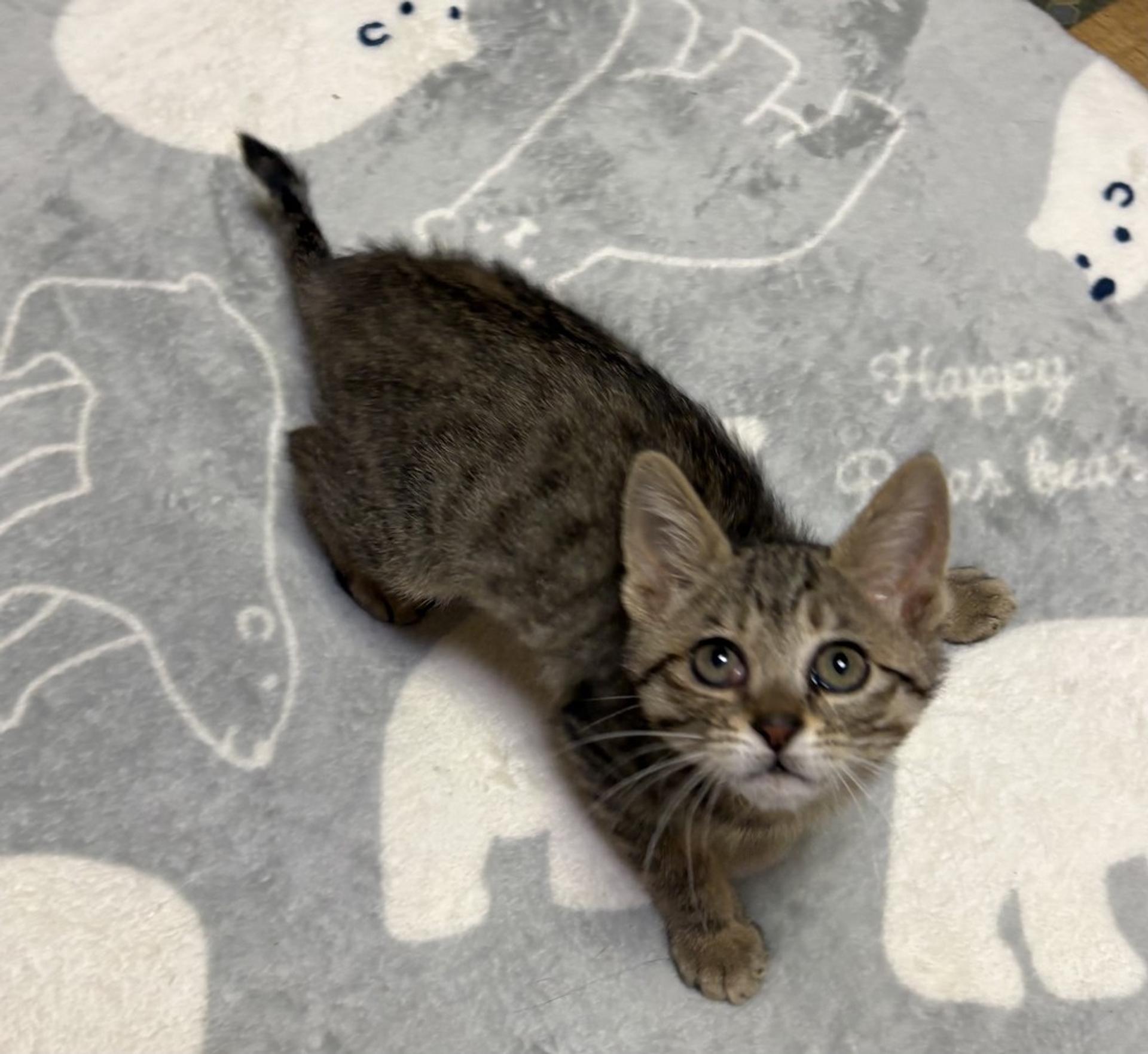 pet-image-3