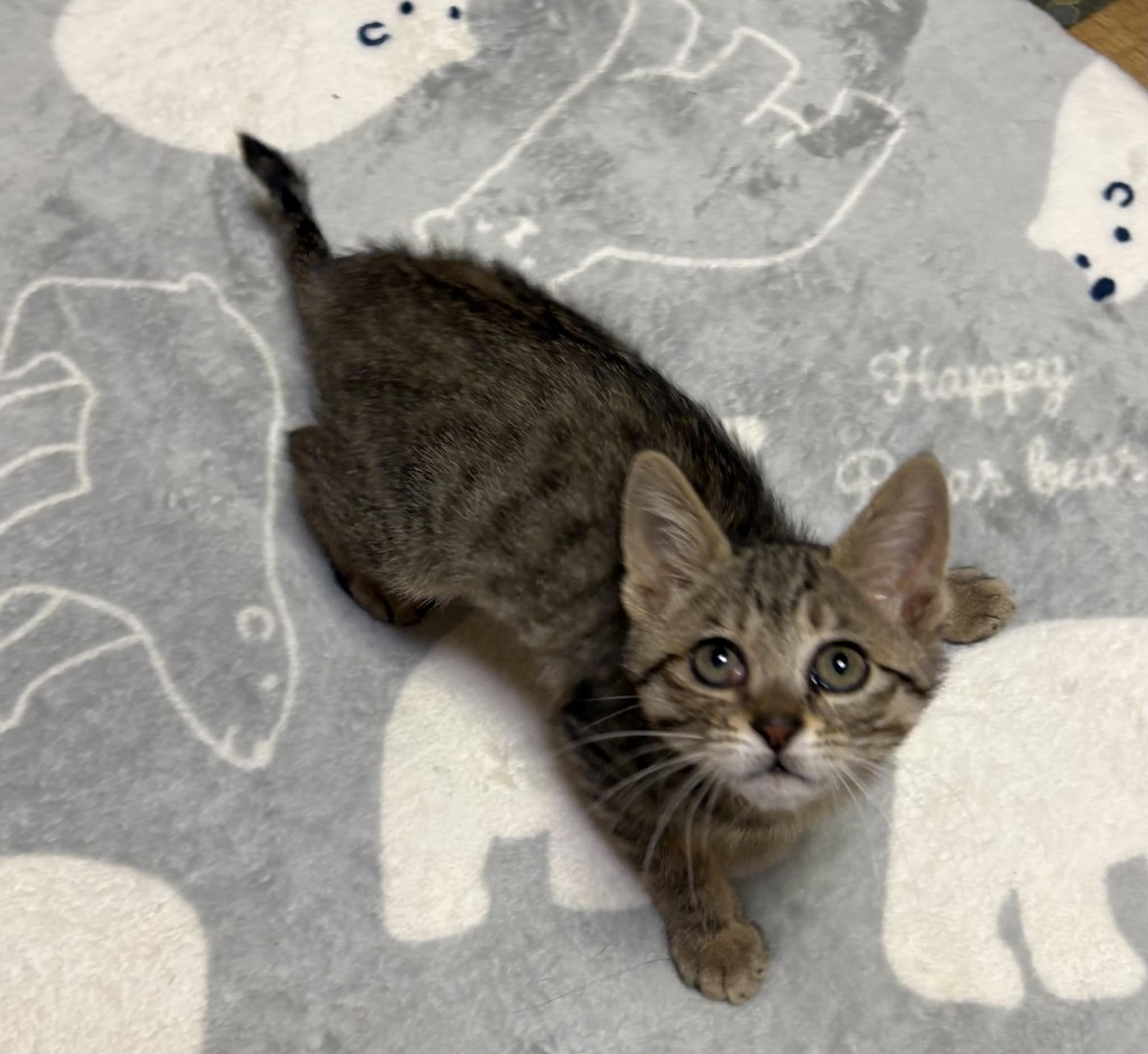 pet-image-3