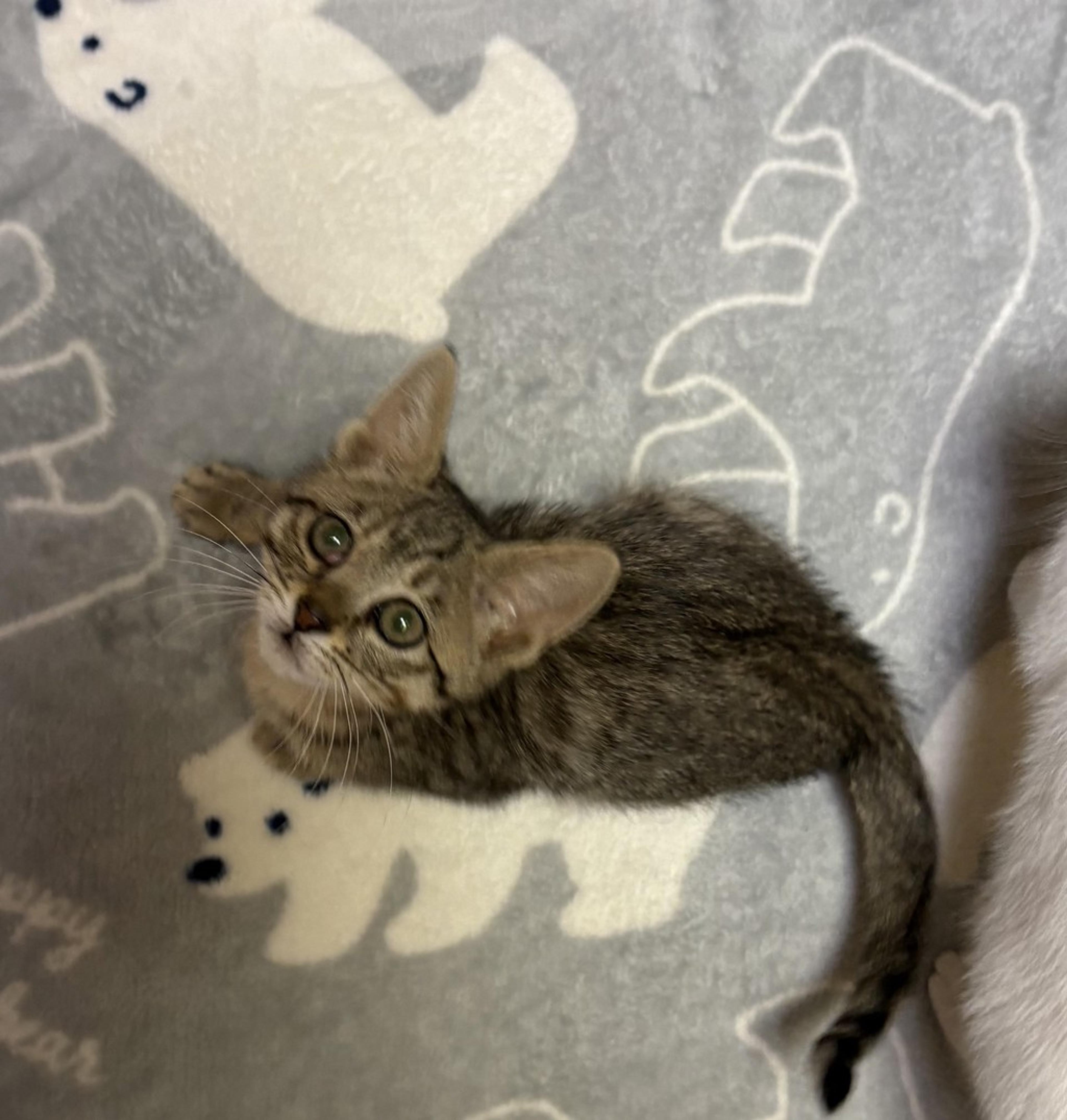 pet-image-5