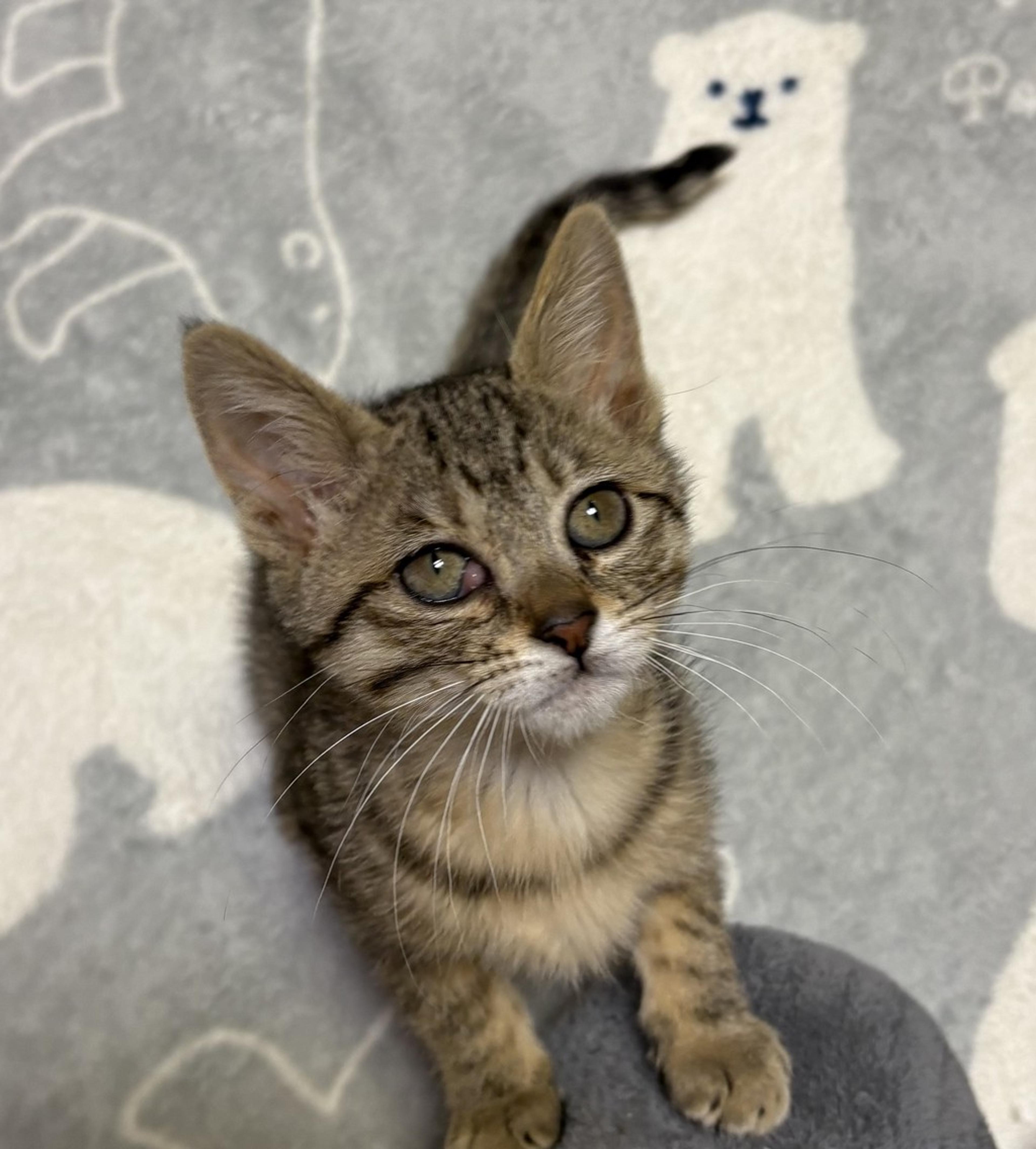 pet-image-8
