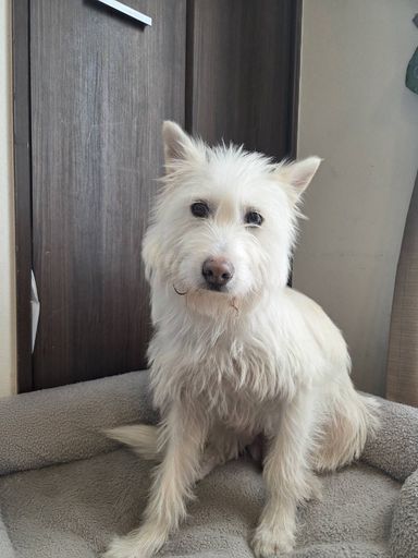 雑種（ミックス犬）・メスの里親募集の写真