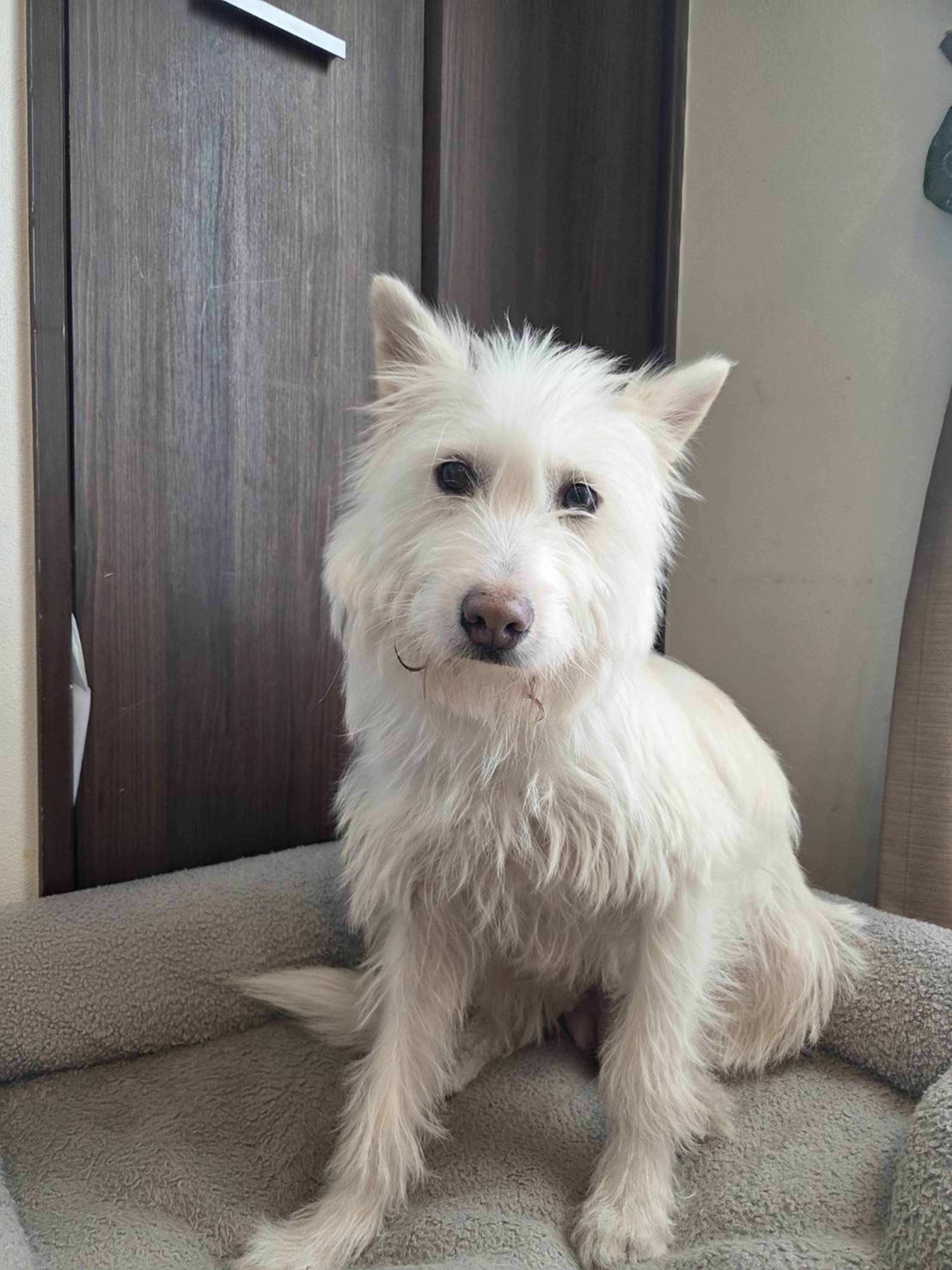 雑種（ミックス犬）・メスの里親募集の写真