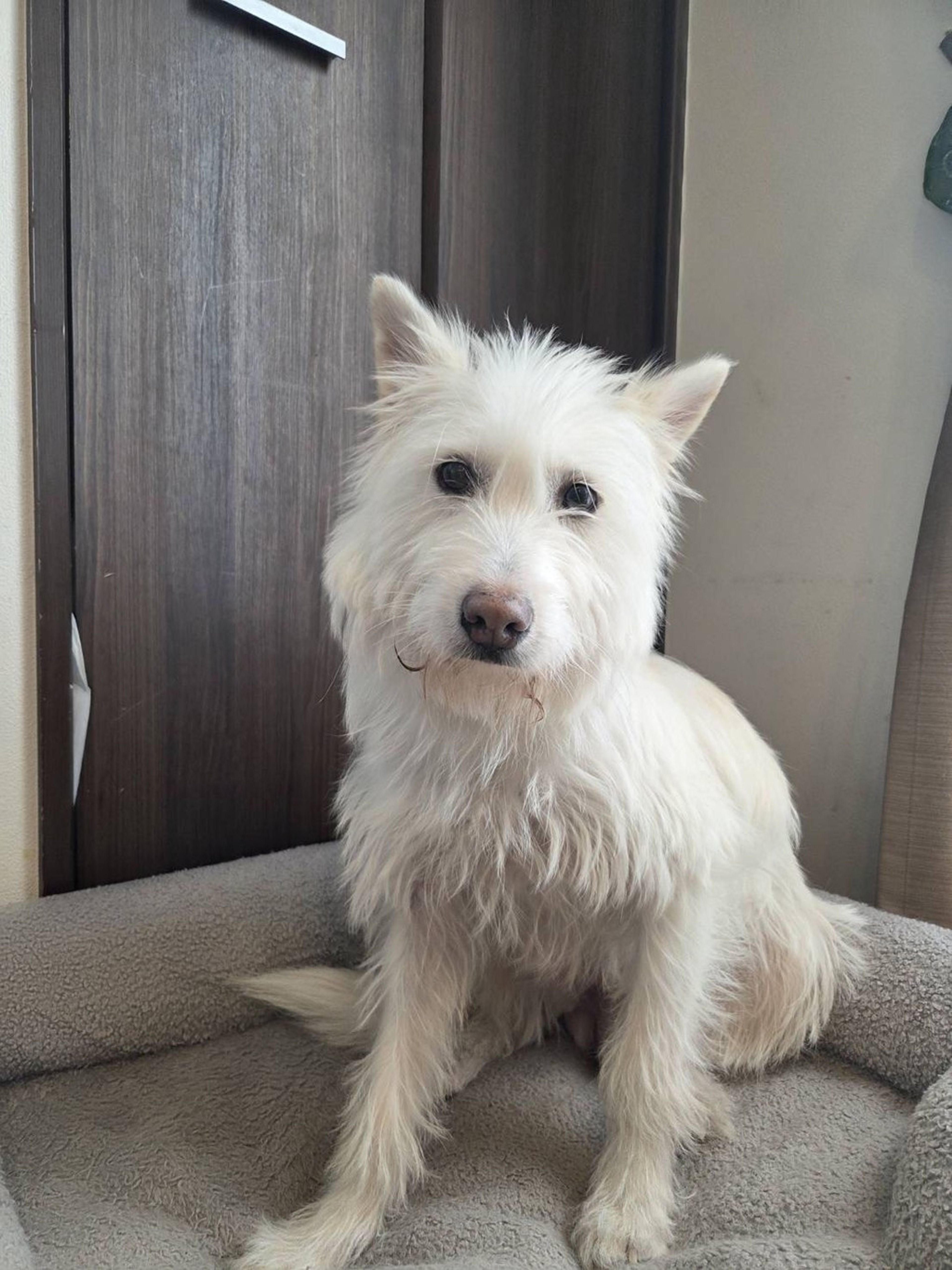 雑種（ミックス犬）・メスの里親募集の写真