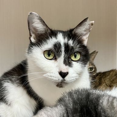 雑種（ミックス猫）・メスの里親募集の写真