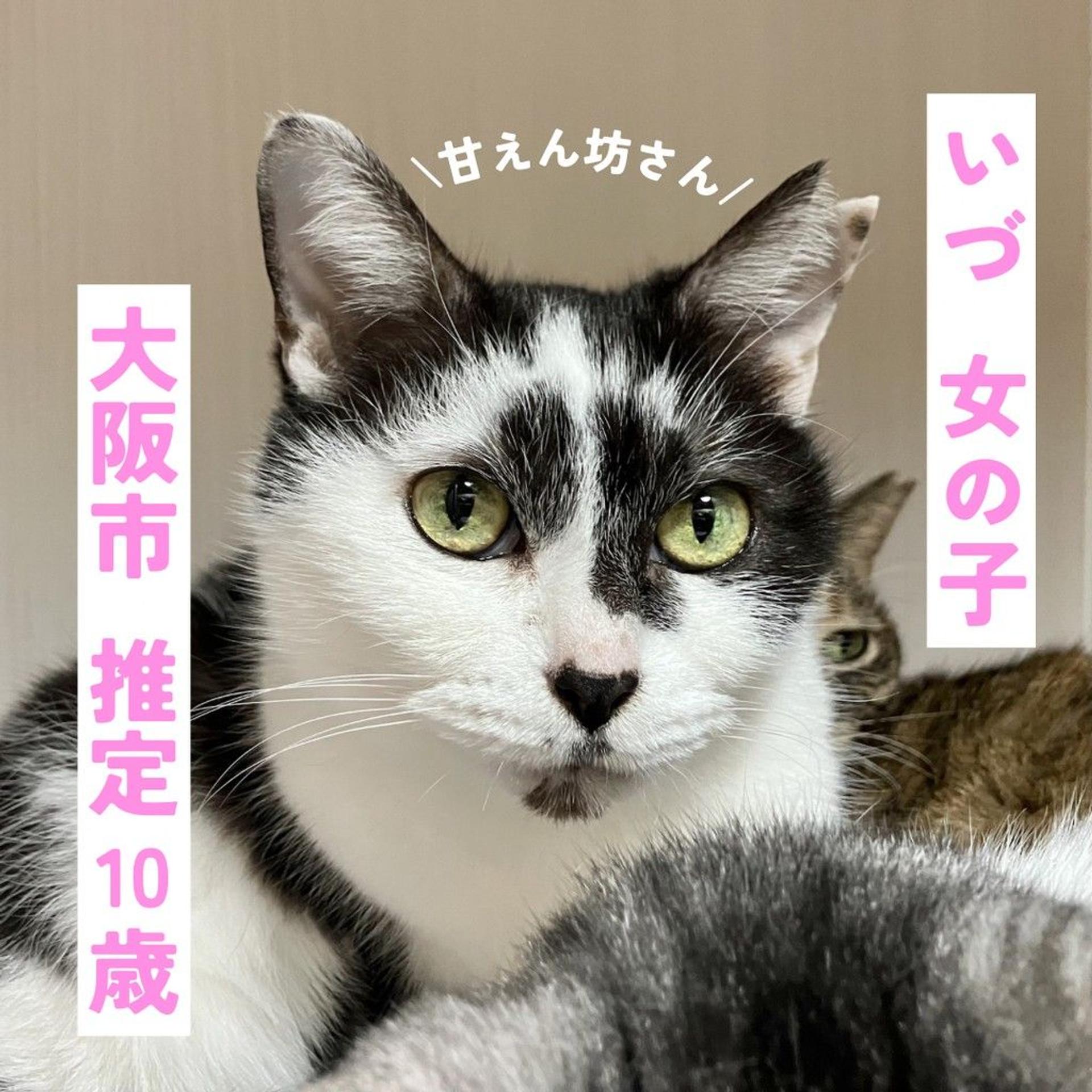 pet-image-2
