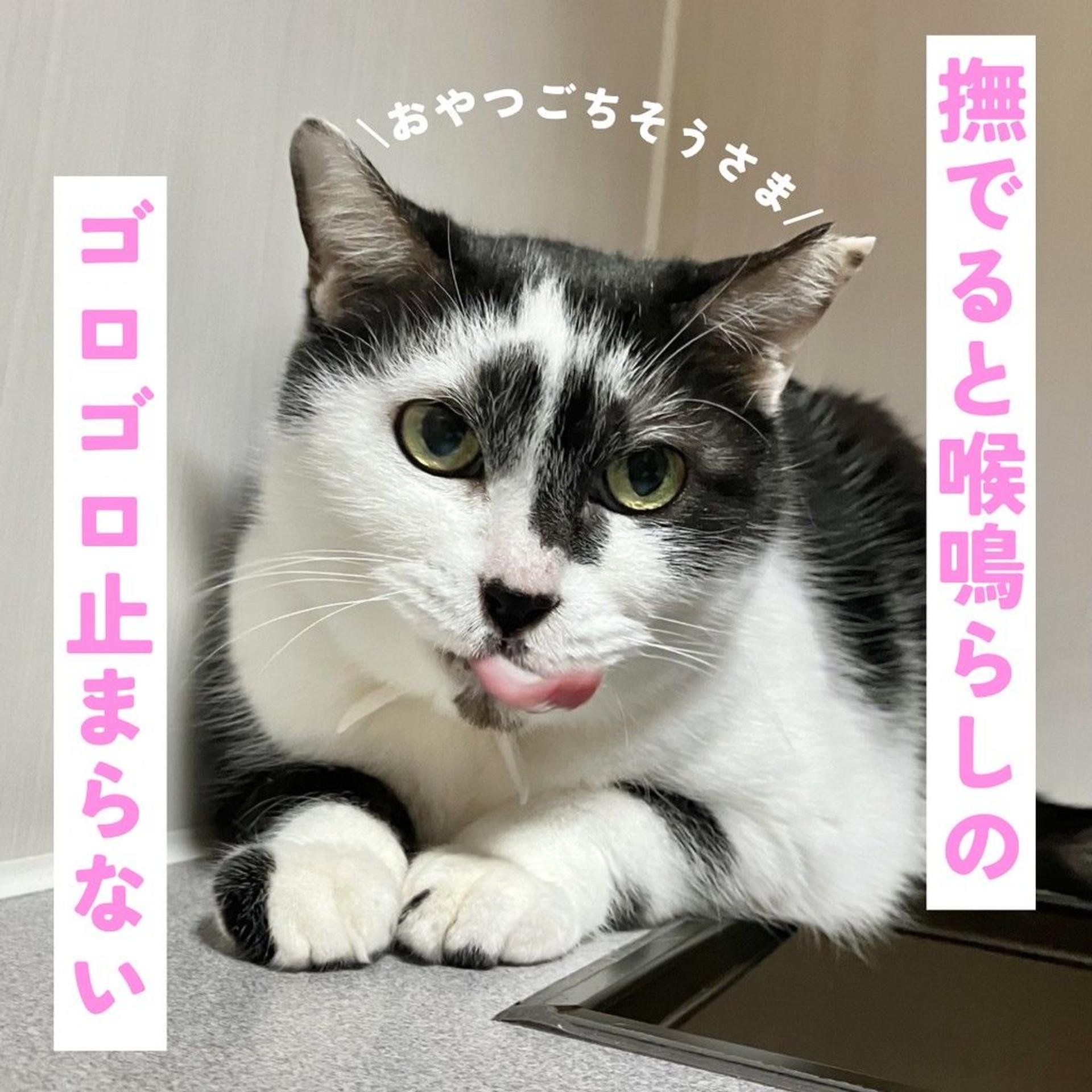 pet-image-4
