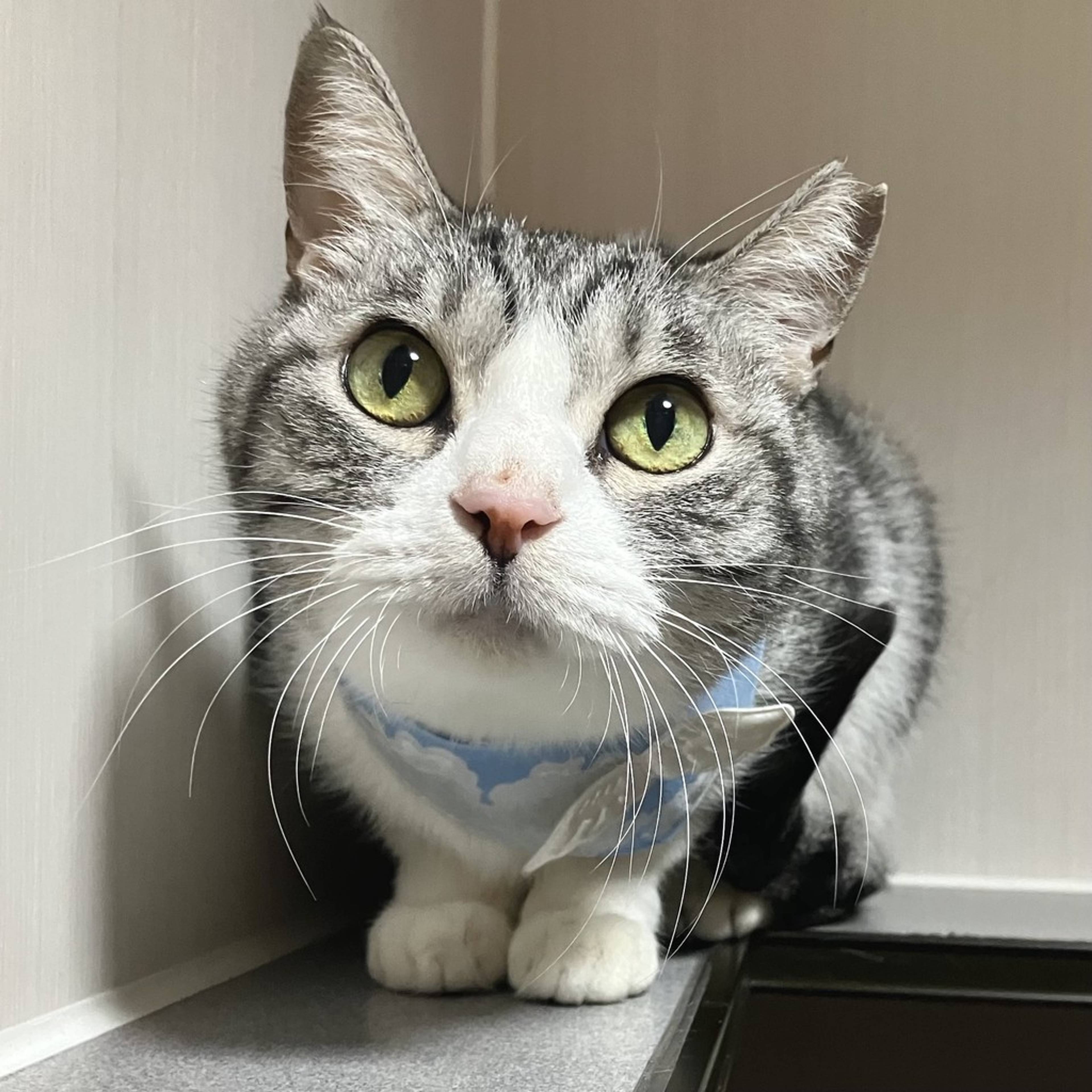 雑種（ミックス猫）・メスの里親募集の写真