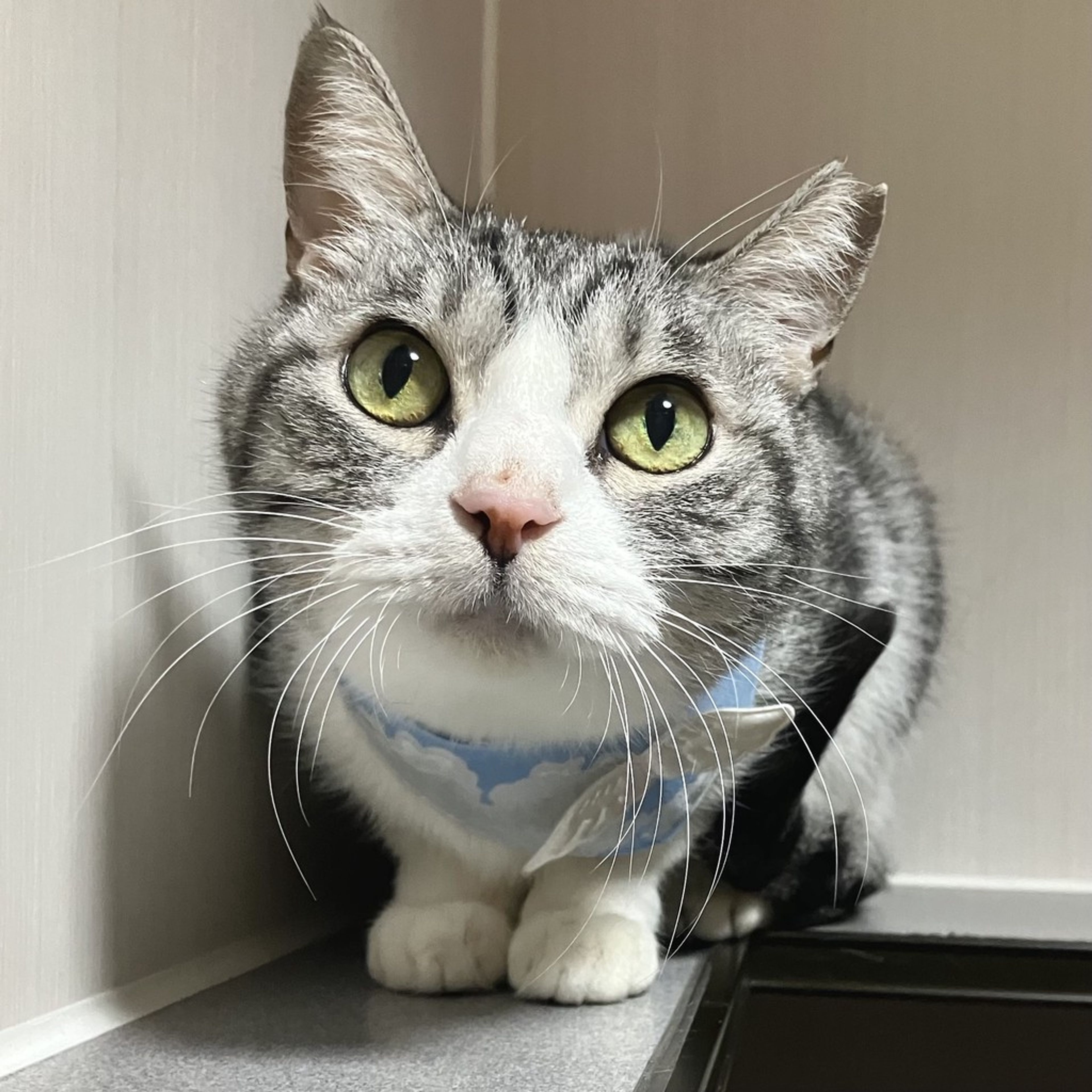 雑種（ミックス猫）・メスの里親募集の写真