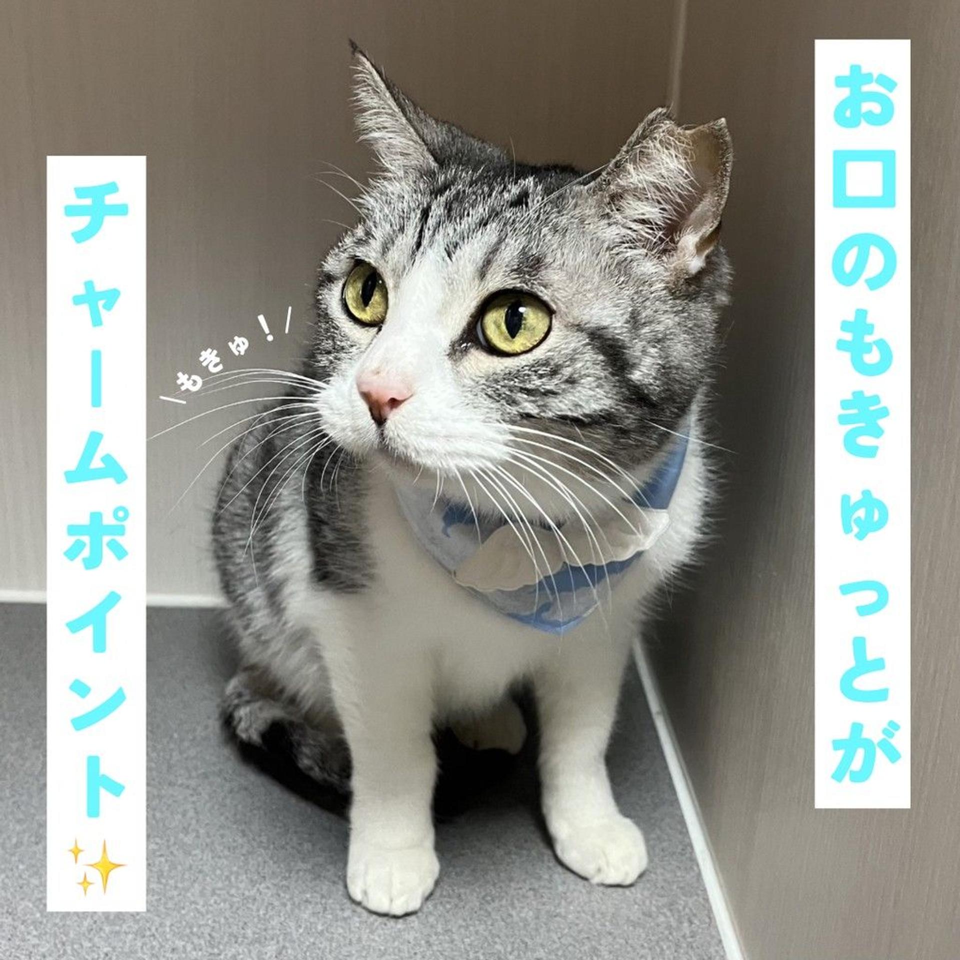 pet-image-3