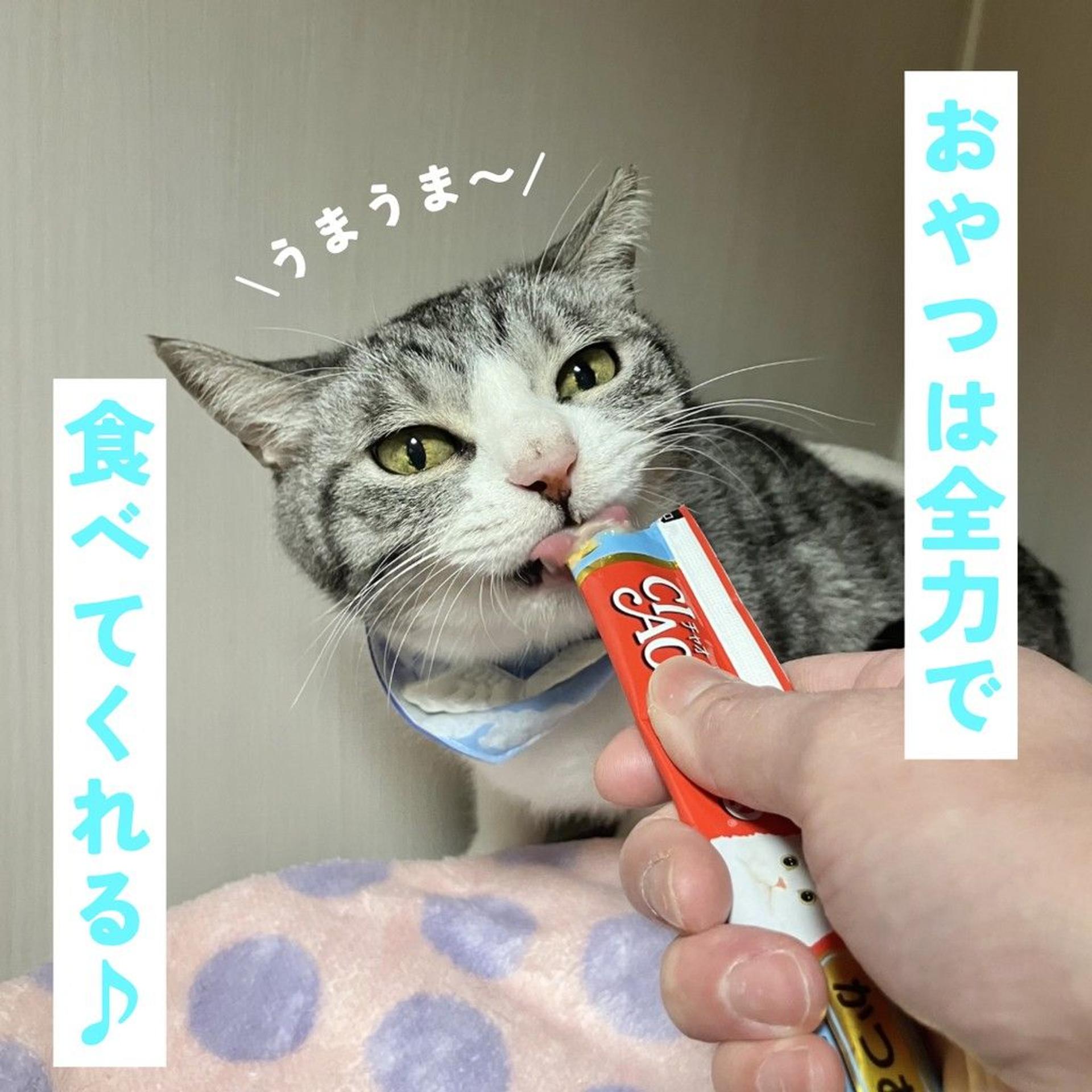 pet-image-4