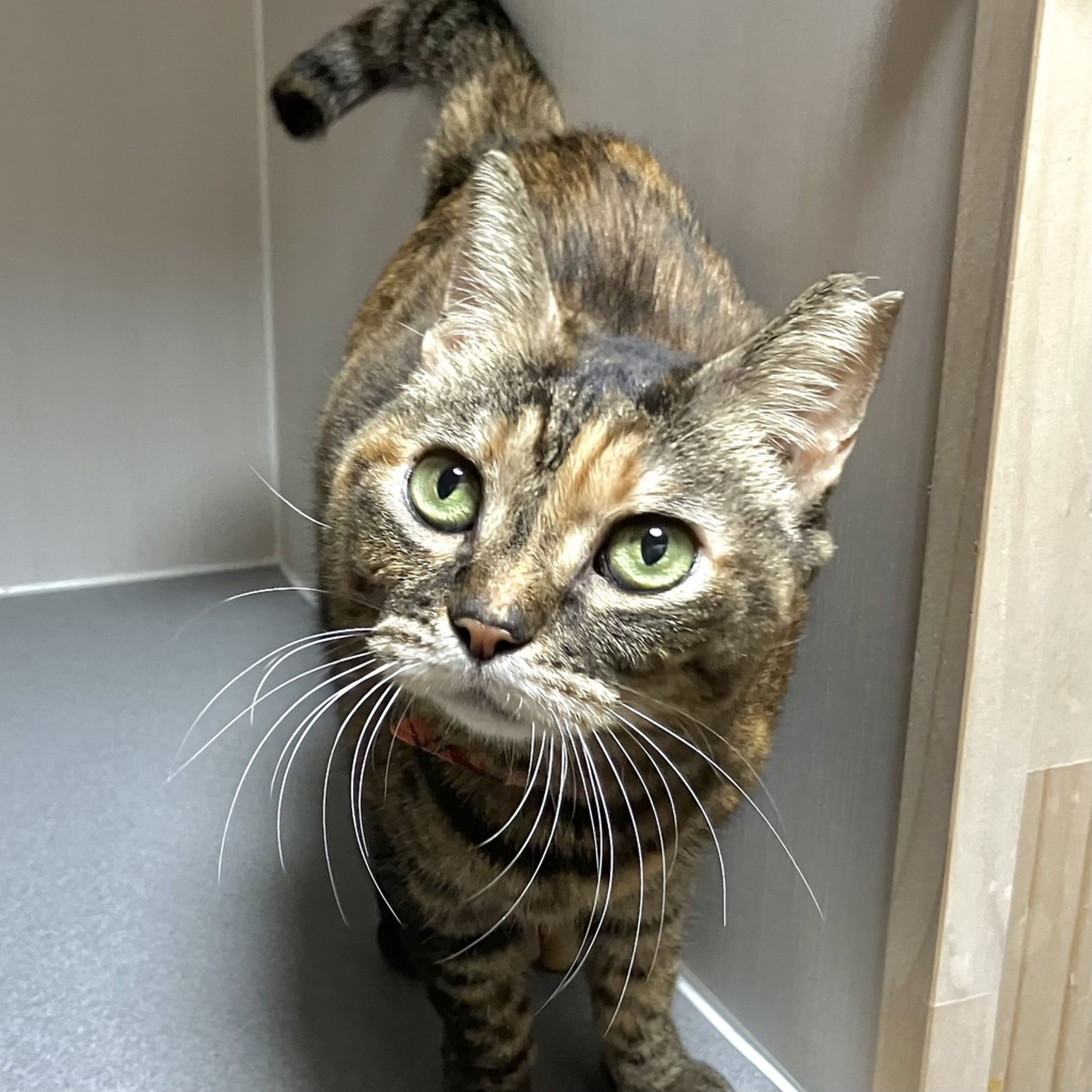 雑種（ミックス猫）・メスの里親募集の写真