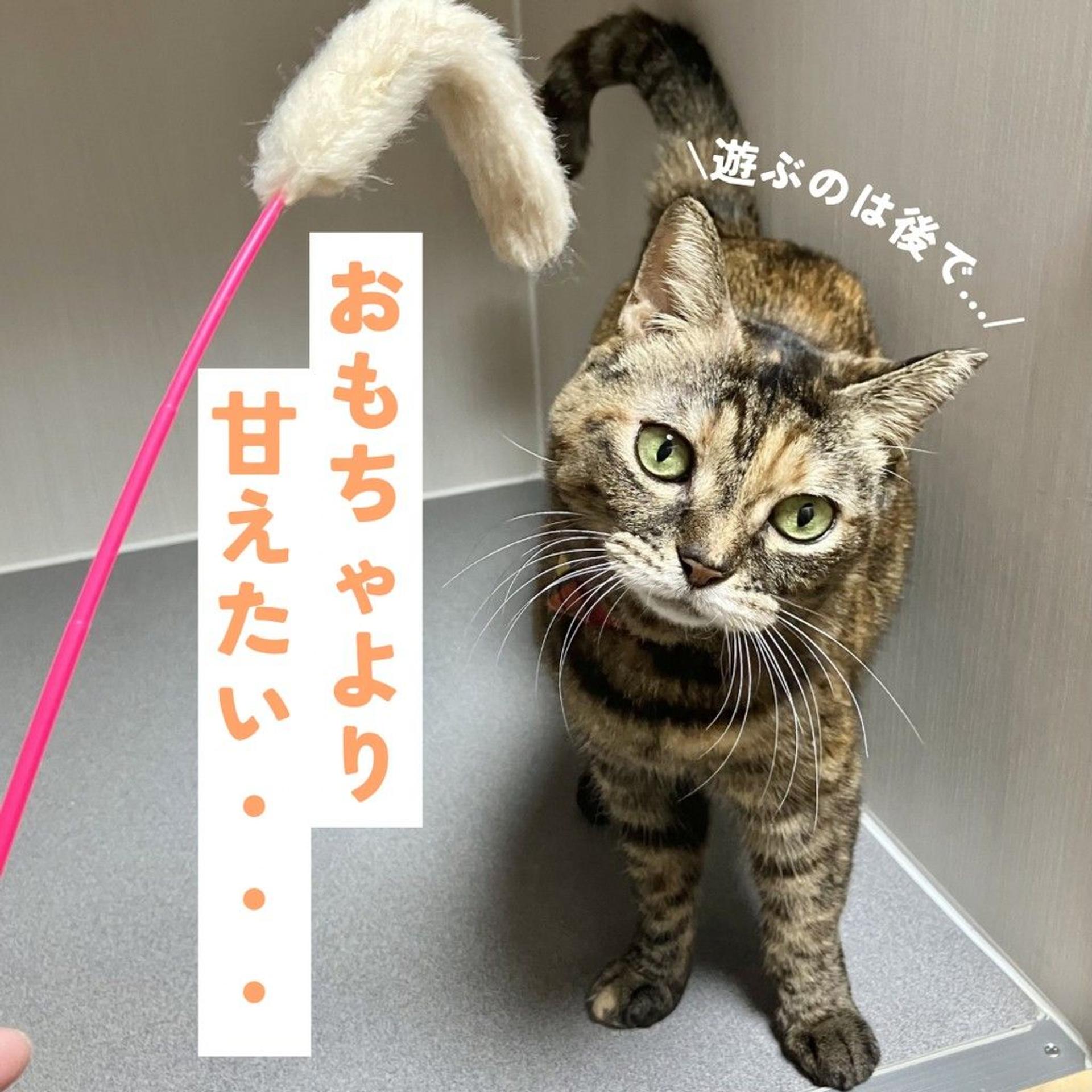 pet-image-3