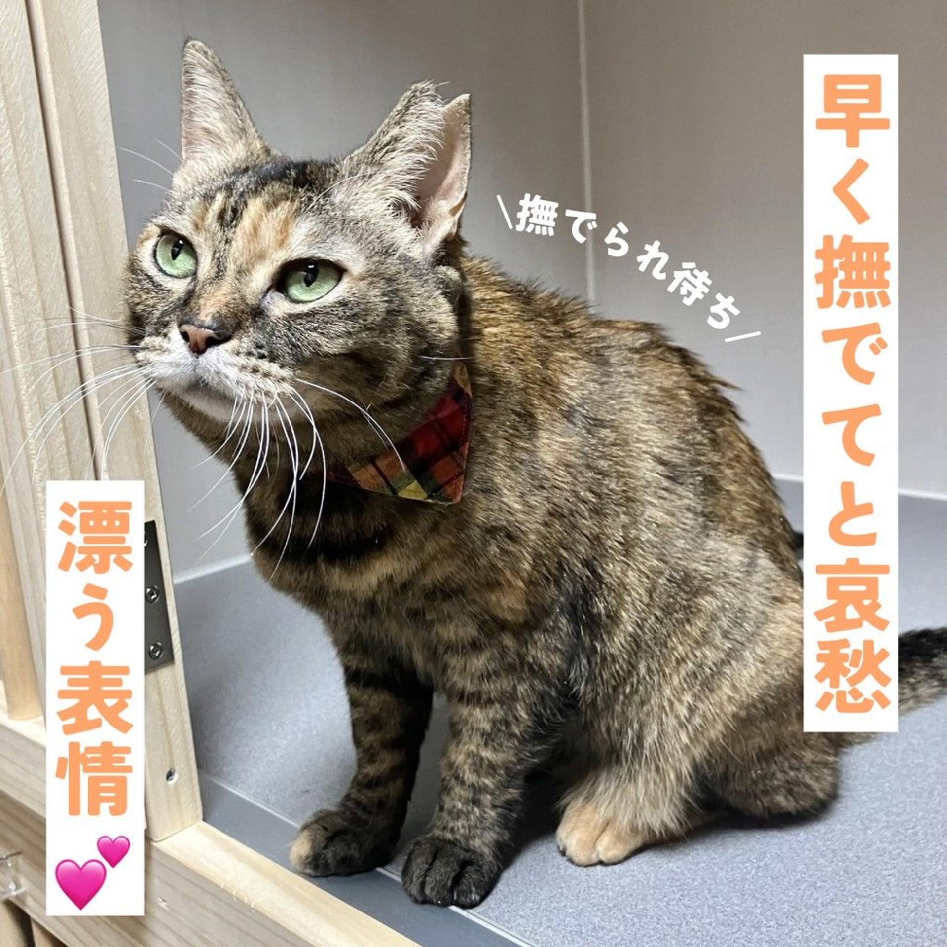 pet-image-4
