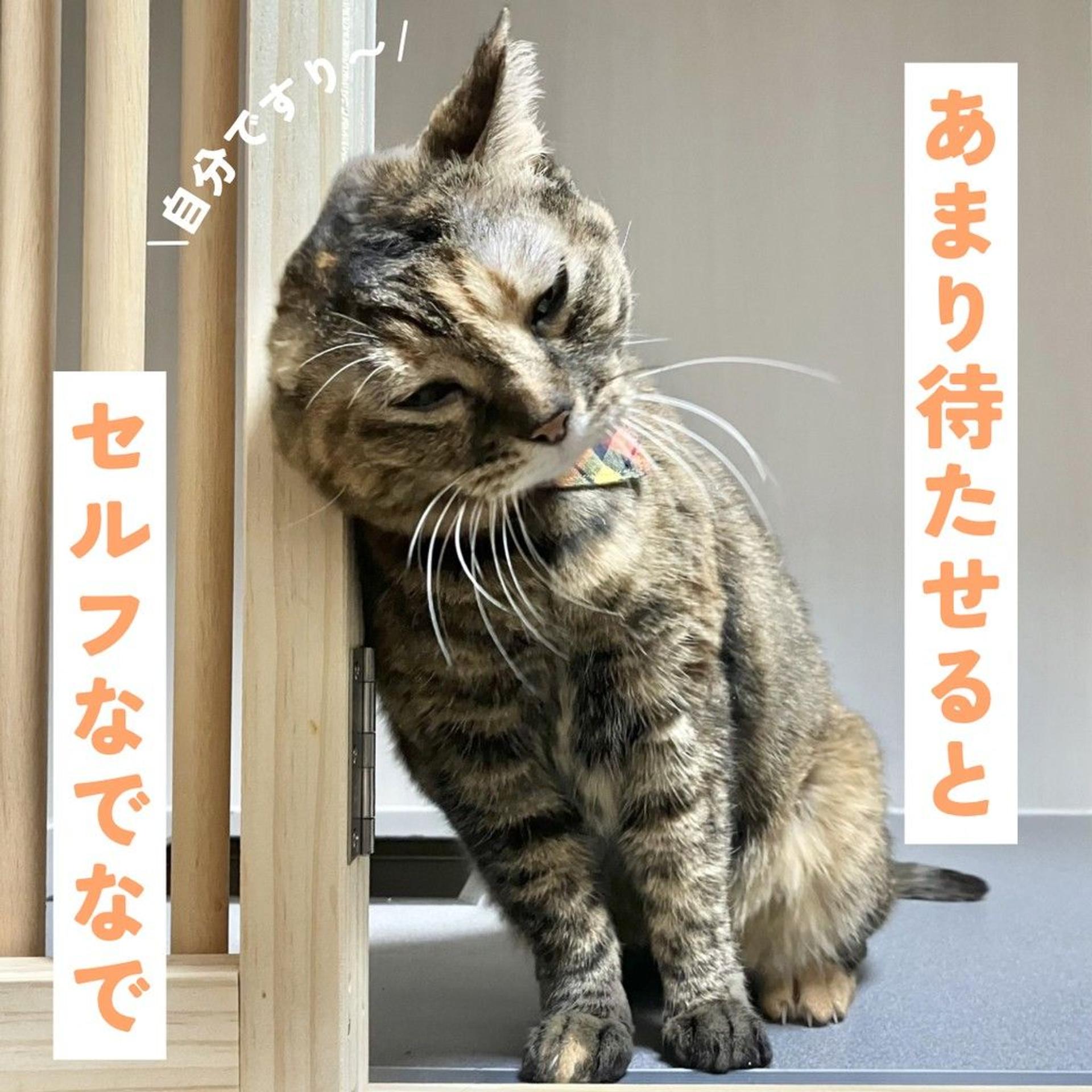 pet-image-5