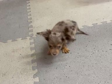 ミニチュア・ダックスフンド・オスの里親募集の写真