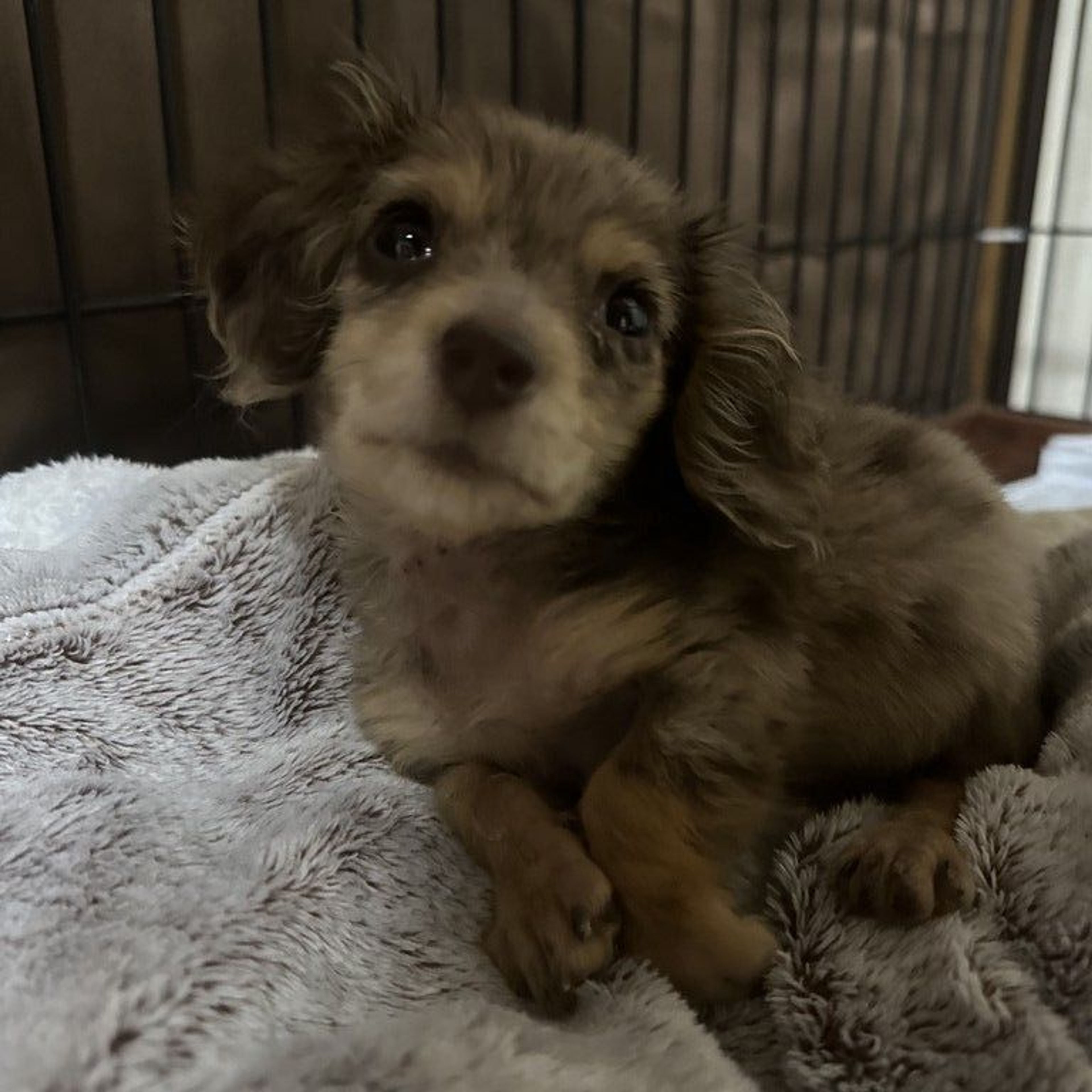 ミニチュア・ダックスフンド・オスの里親募集の写真