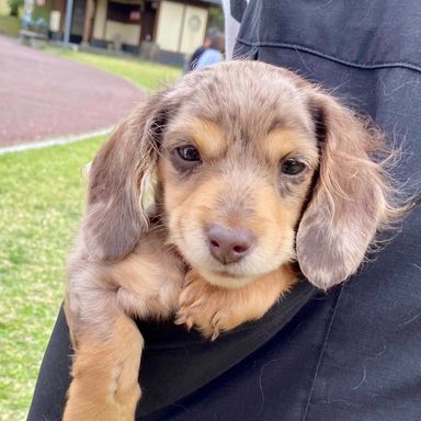 ミニチュア・ダックスフンド・オスの里親募集の写真