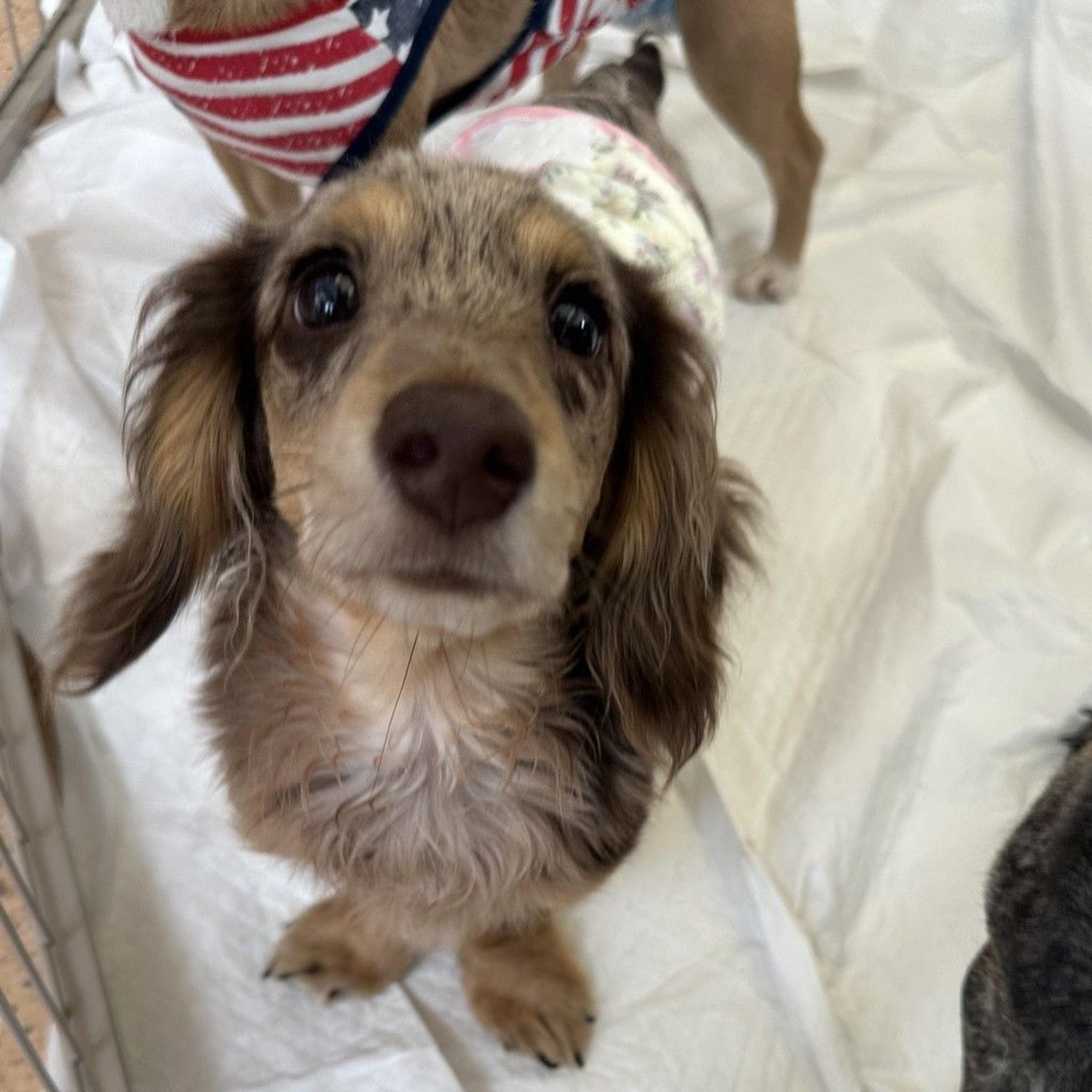 pet-image-2