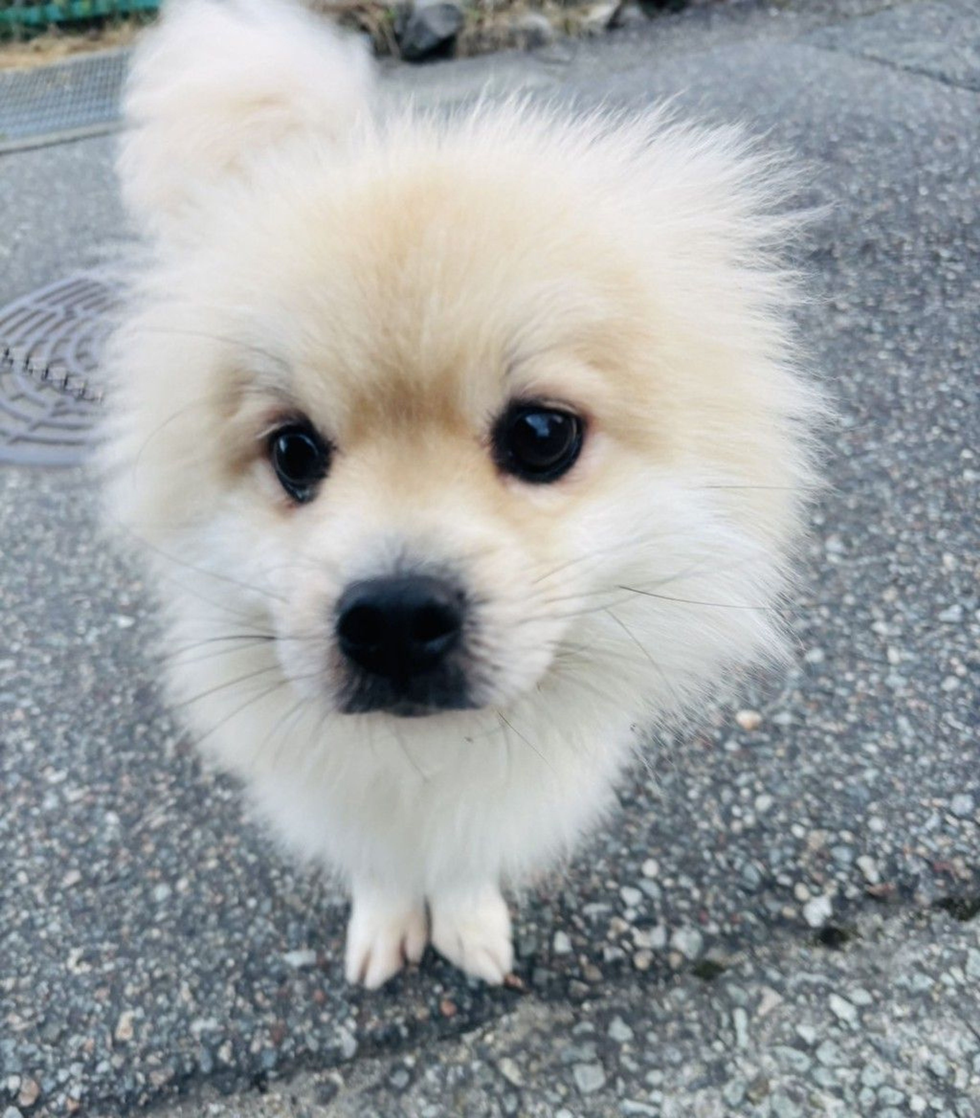 チワワ・オスの里親募集の写真