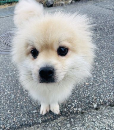 チワワ・オスの里親募集の写真