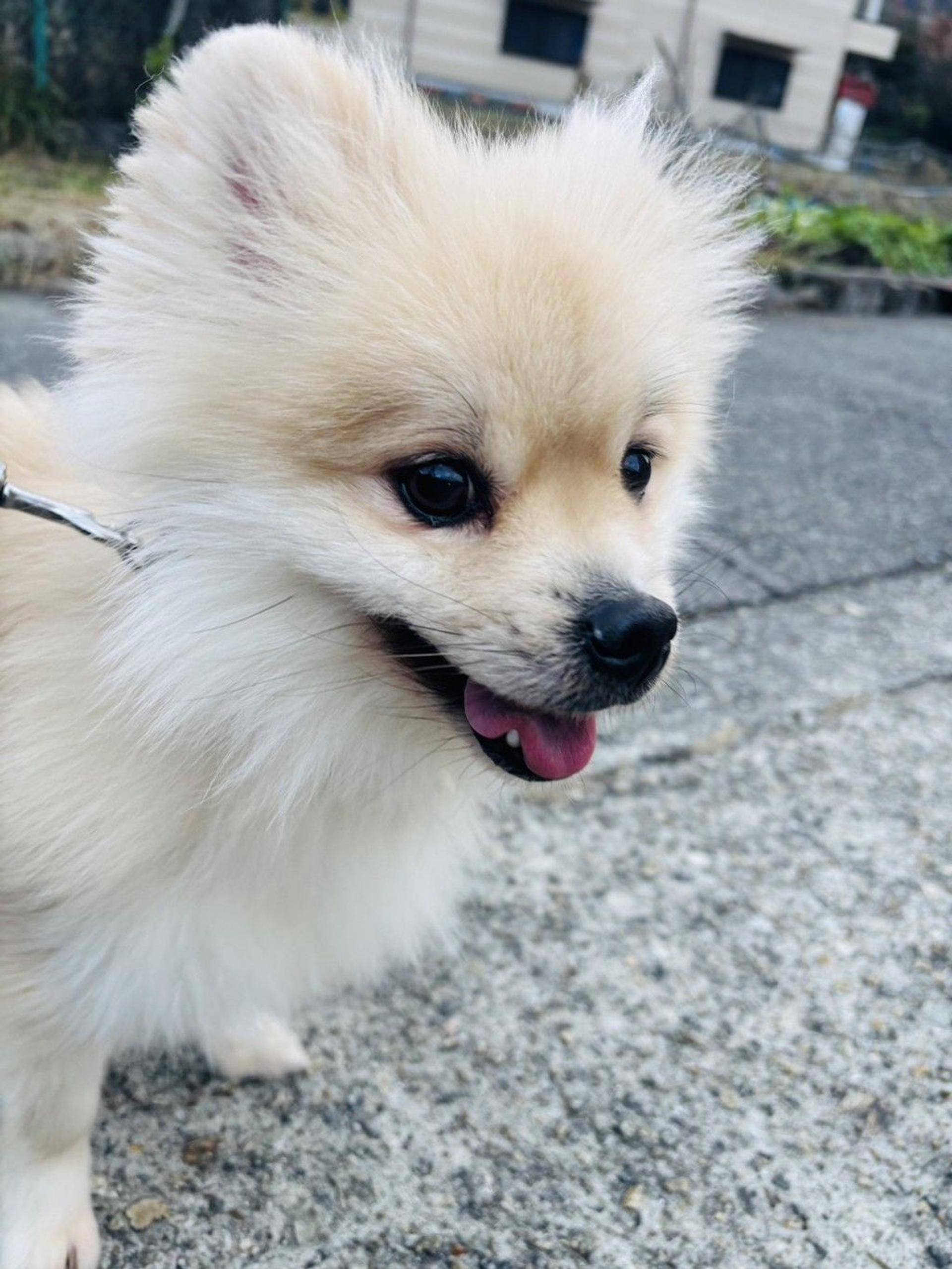 pet-image-3