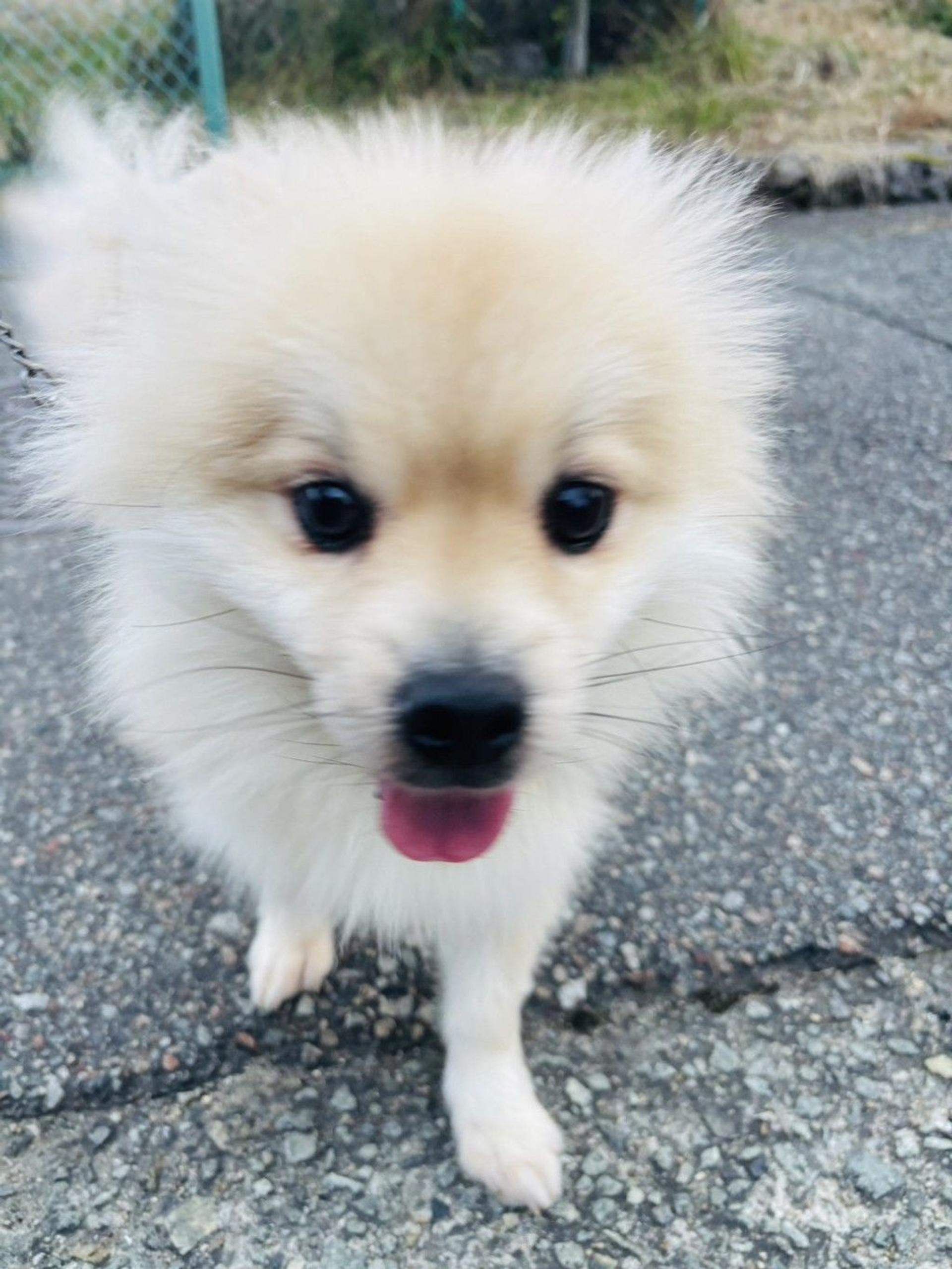 pet-image-4