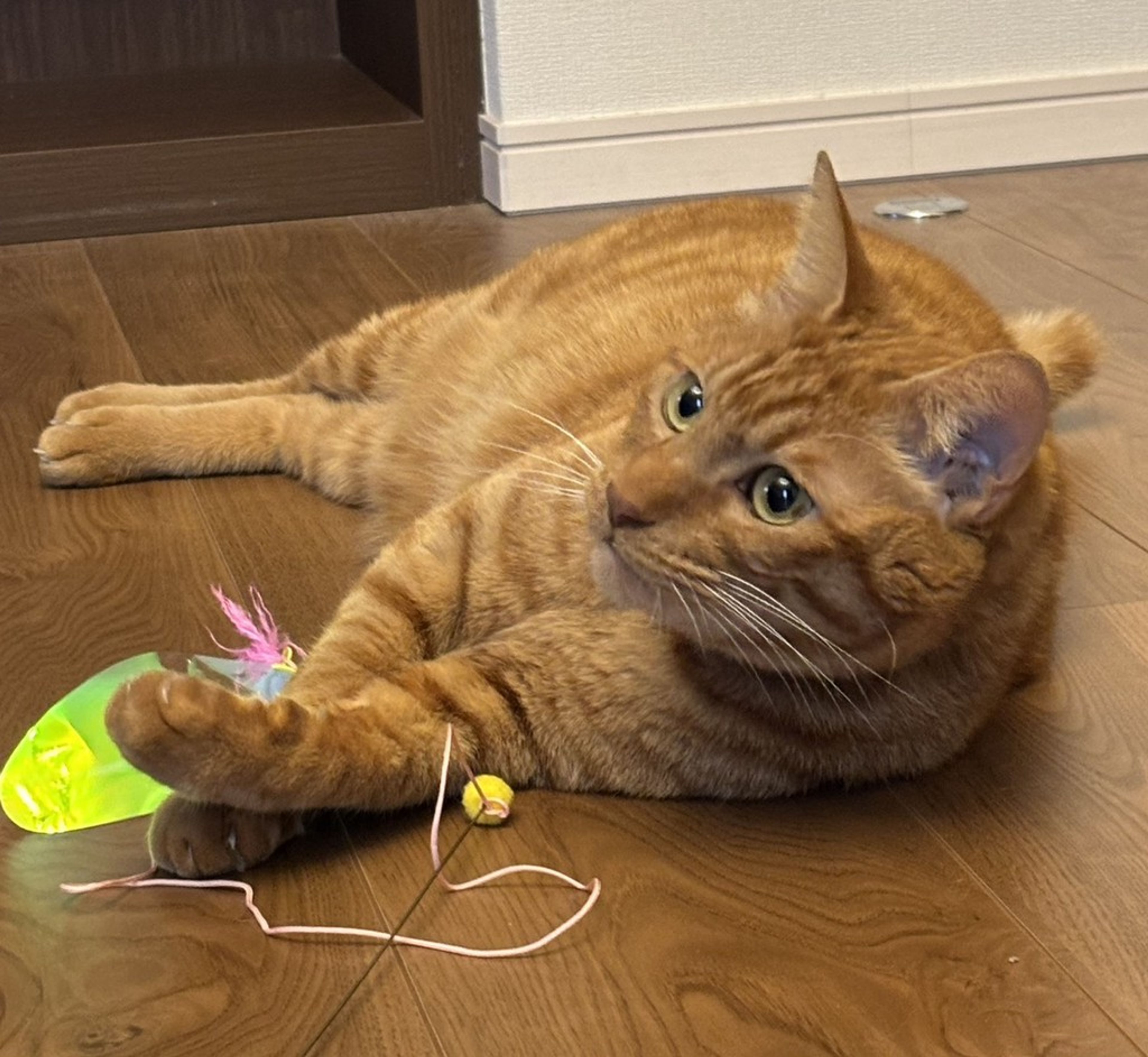 雑種（ミックス猫）・オスの里親募集の写真