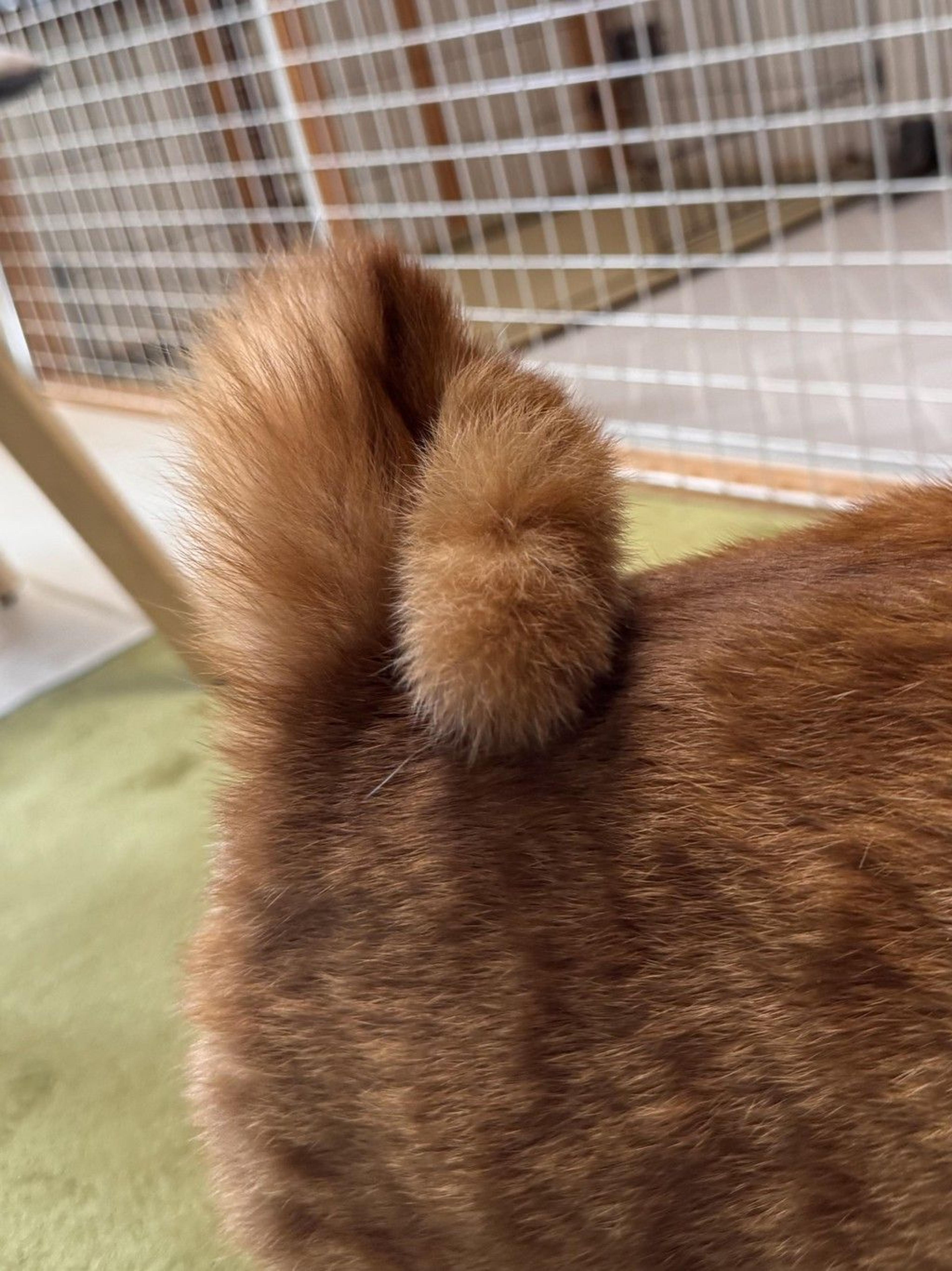 pet-image-3