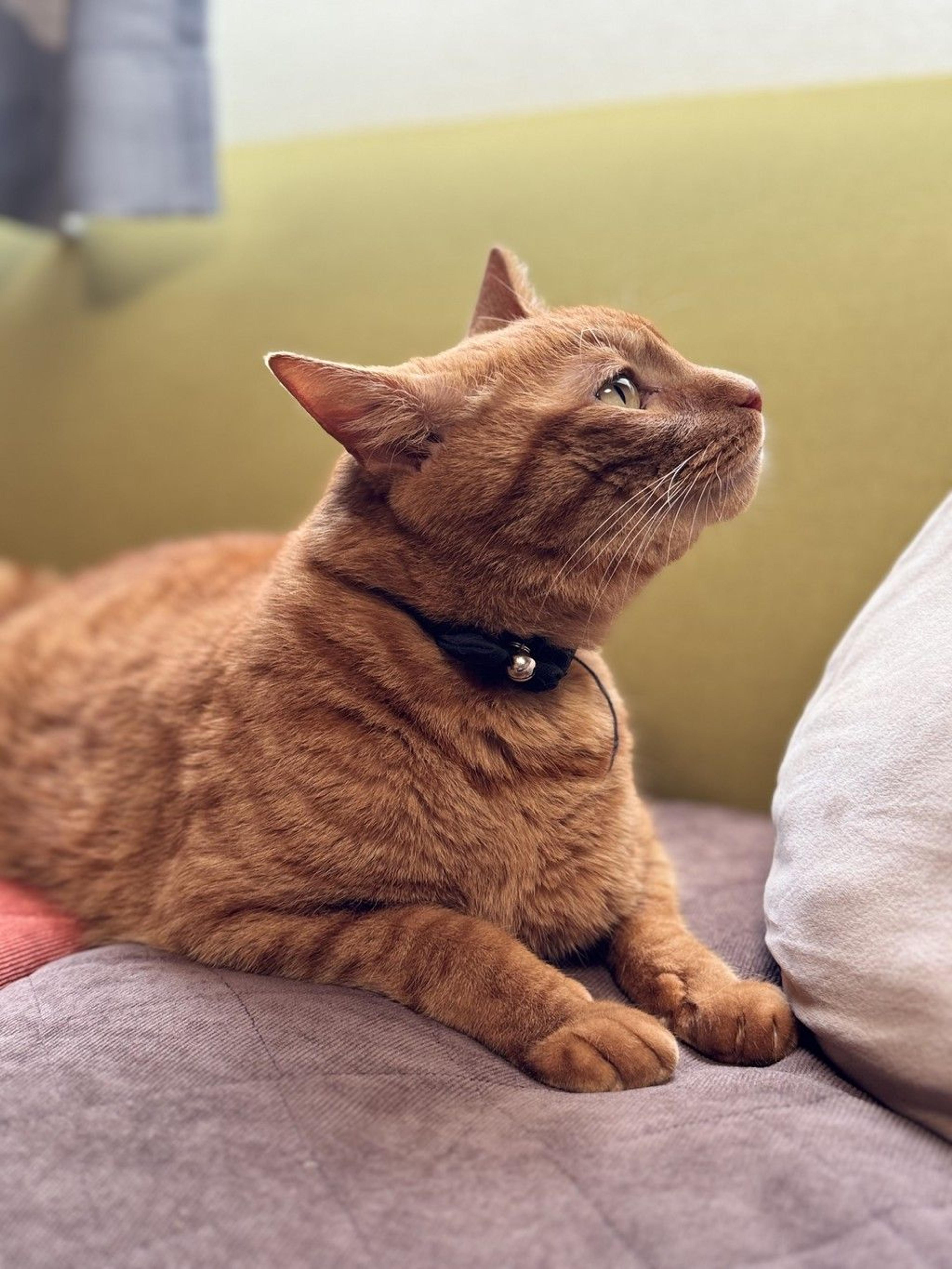 pet-image-4