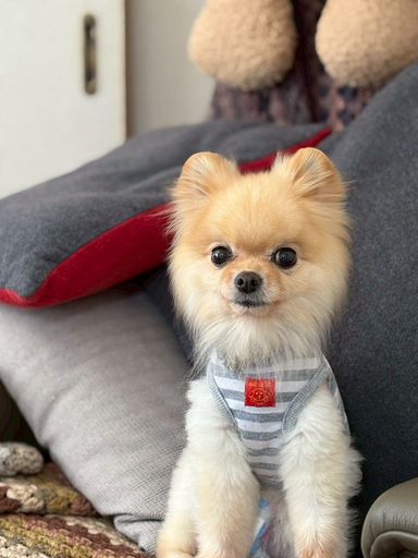 雑種（ミックス犬）・メスの里親募集の写真