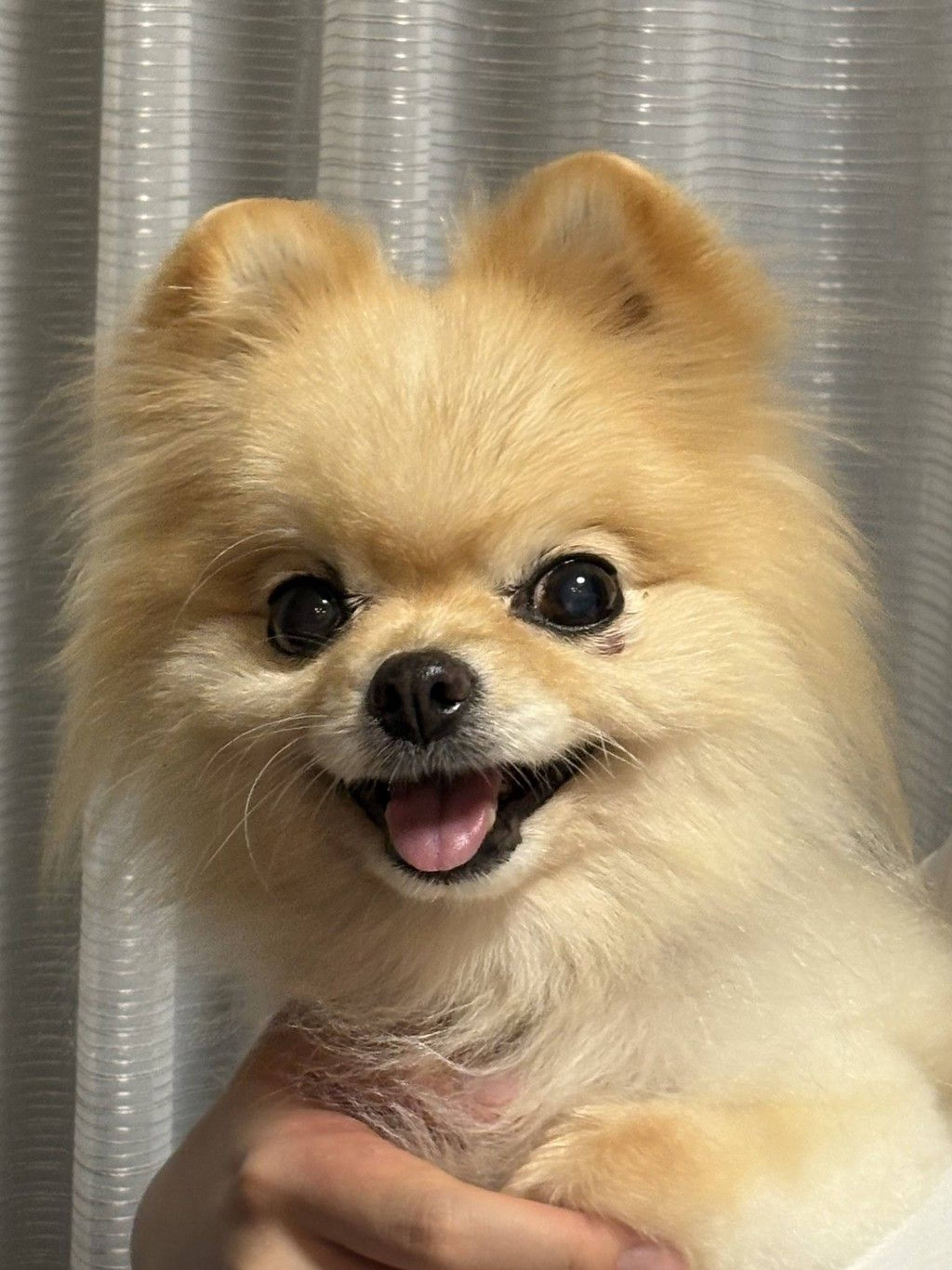 雑種（ミックス犬）・メスの里親募集の写真