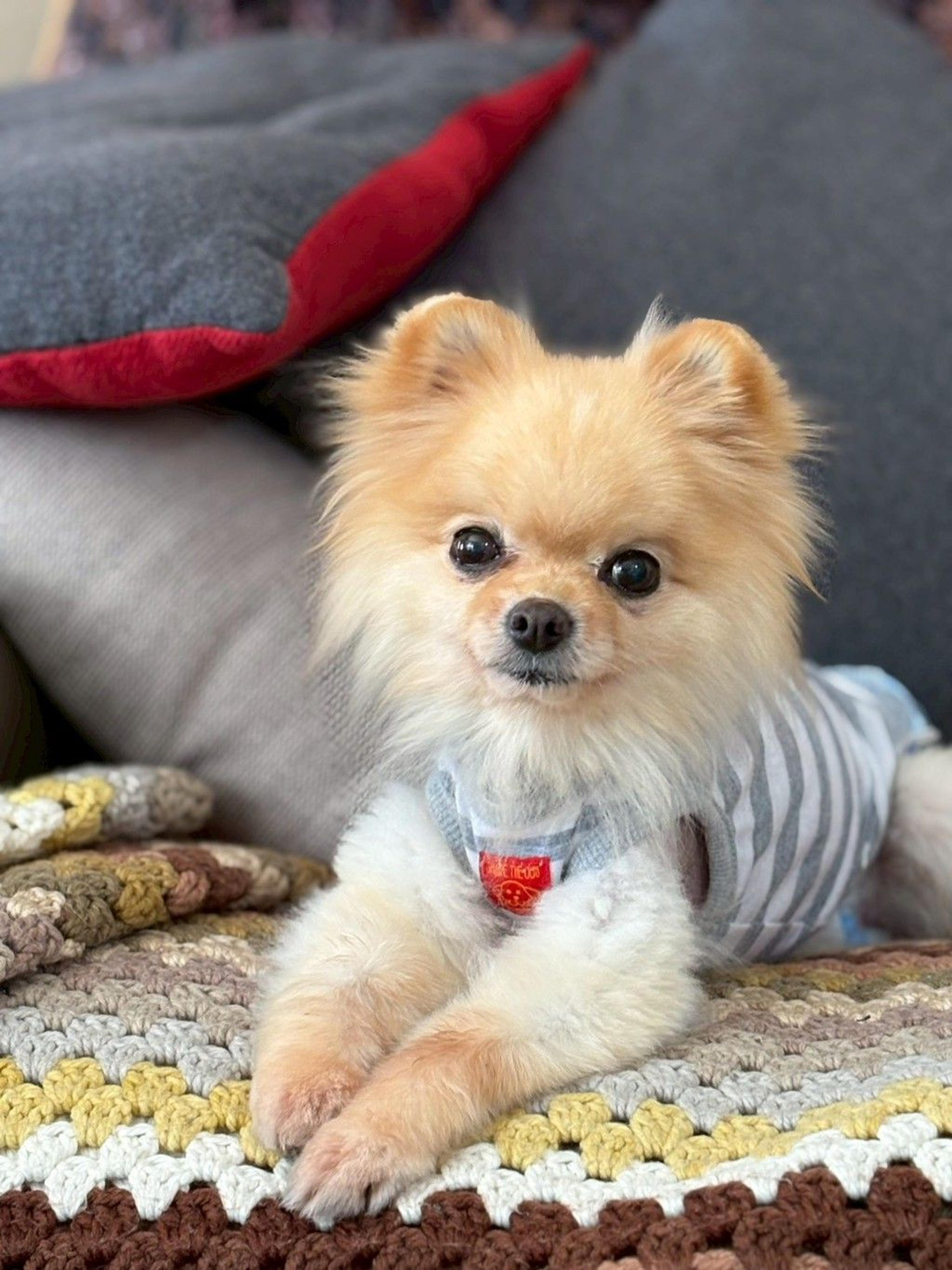 pet-image-6
