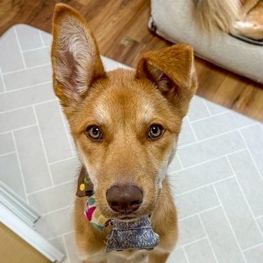 雑種（ミックス犬）・オスの里親募集の写真