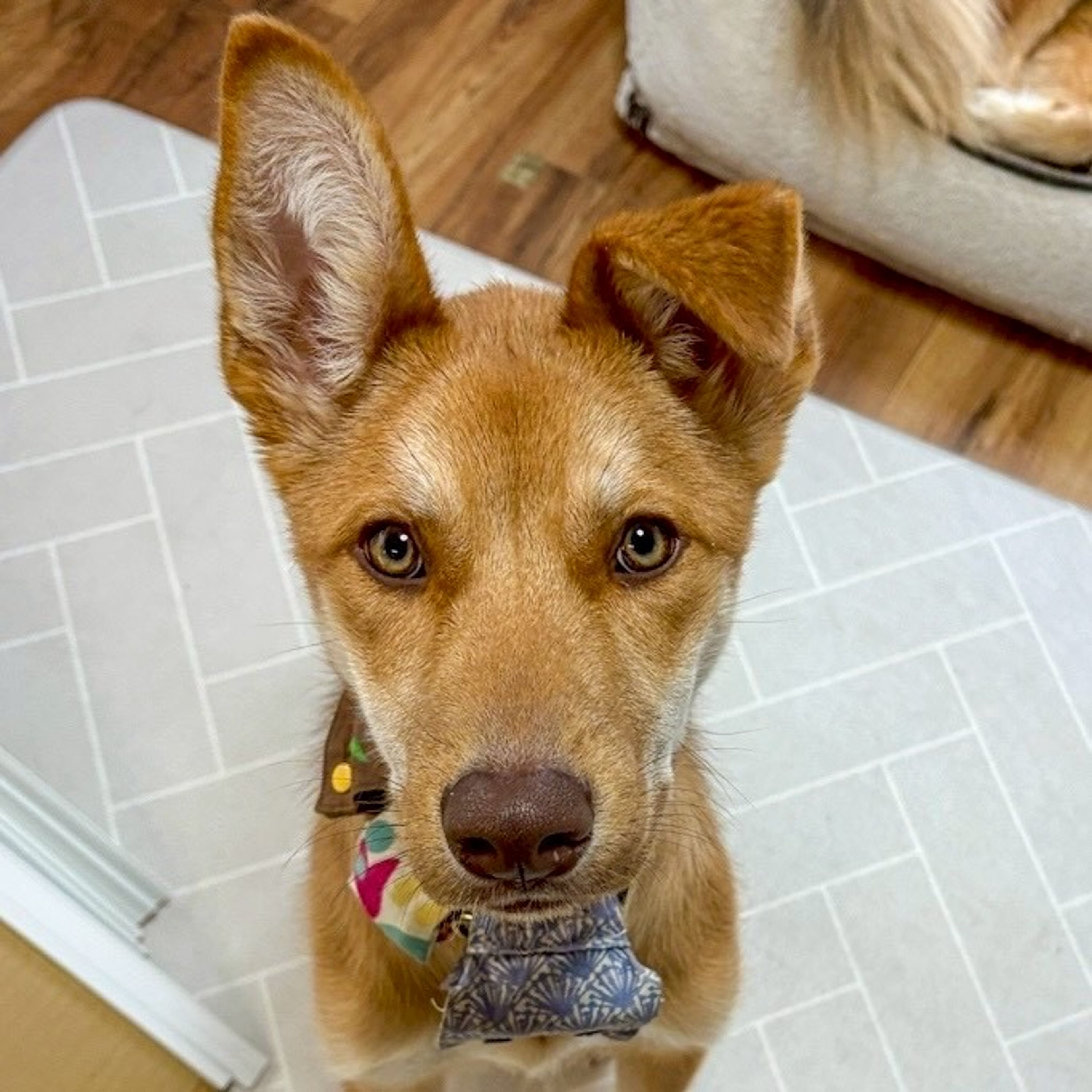 雑種（ミックス犬）・オスの里親募集の写真