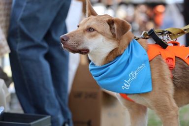 雑種（ミックス犬）・オスの里親募集の写真