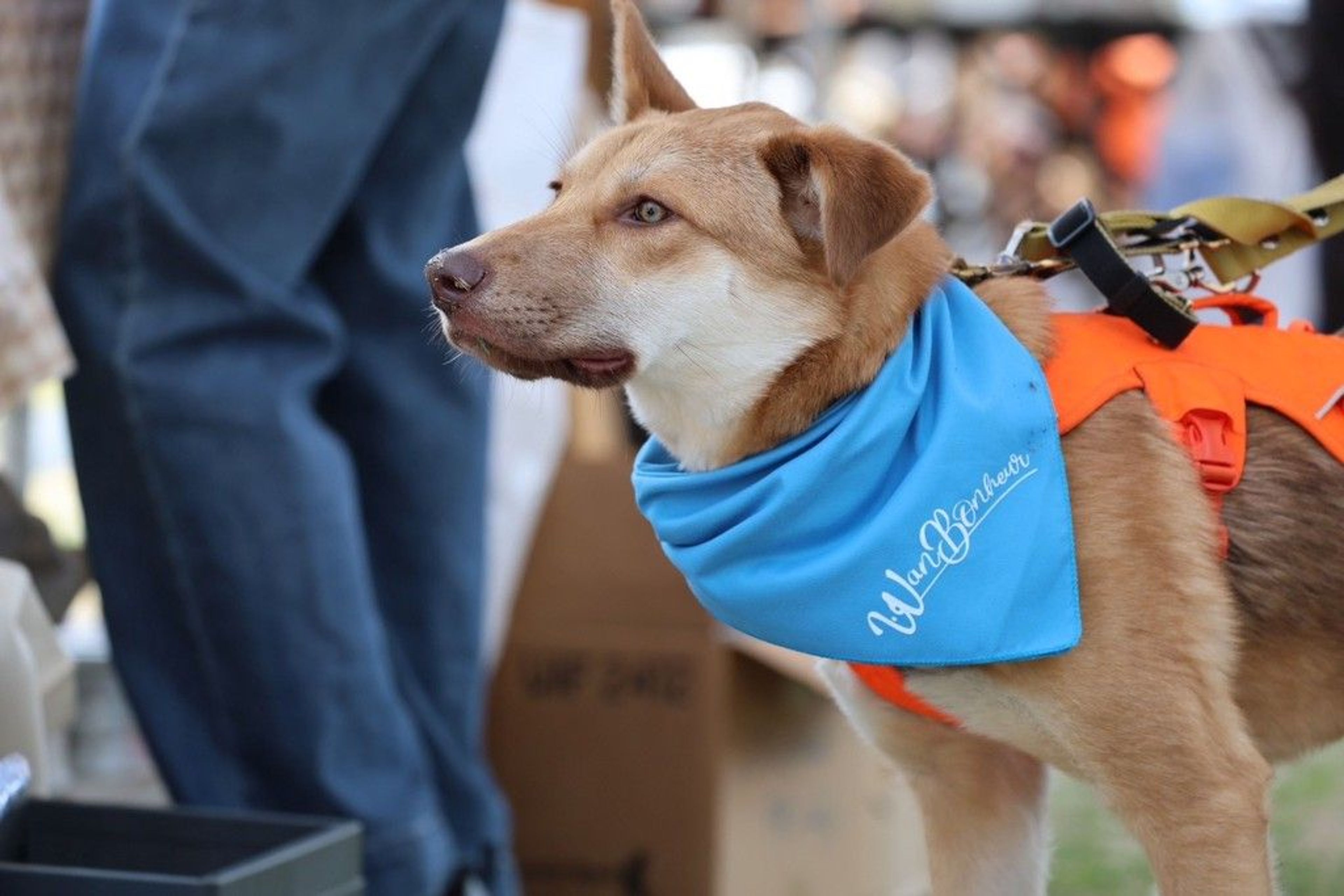 雑種（ミックス犬）・オスの里親募集の写真
