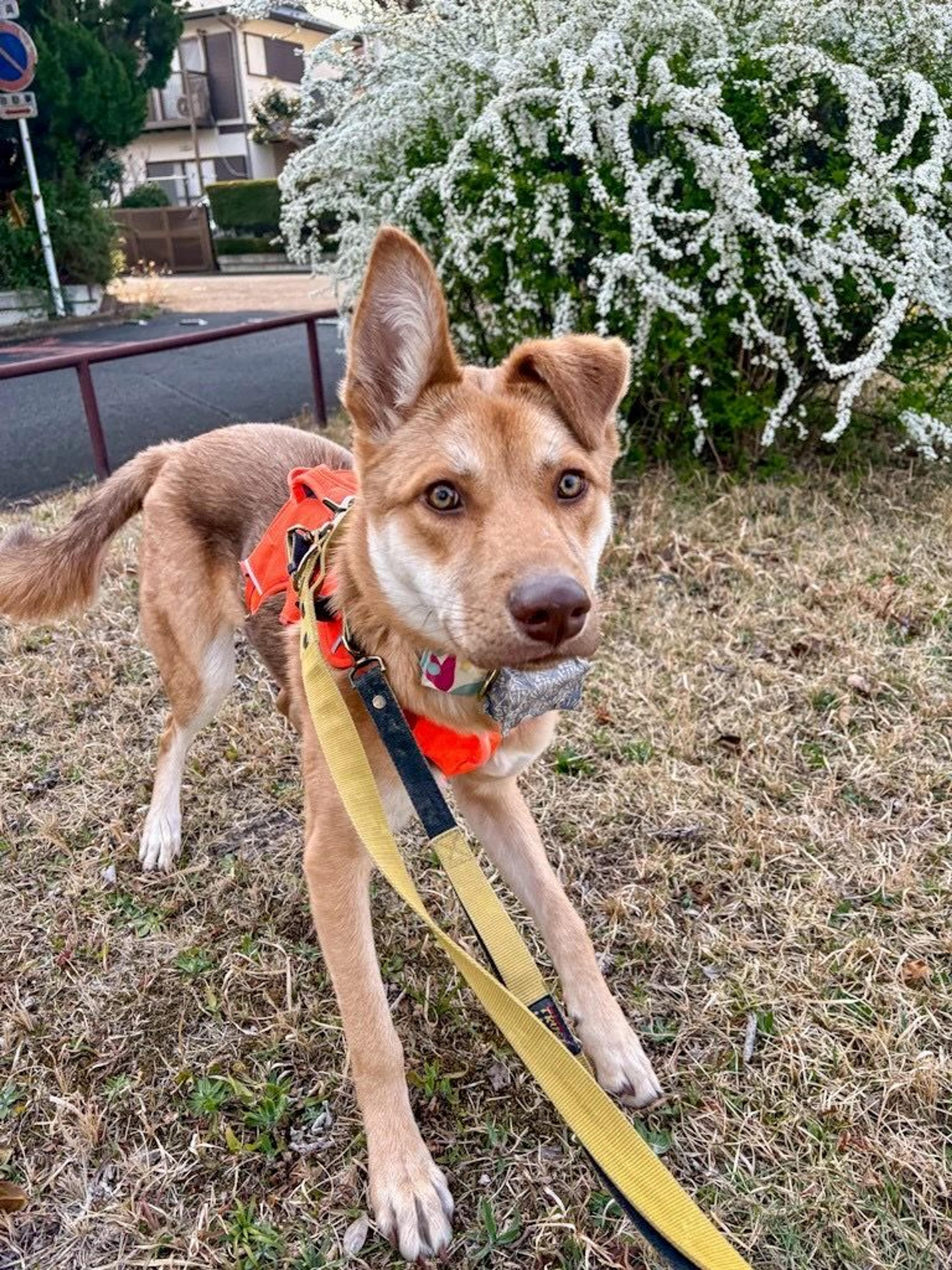 pet-image-2