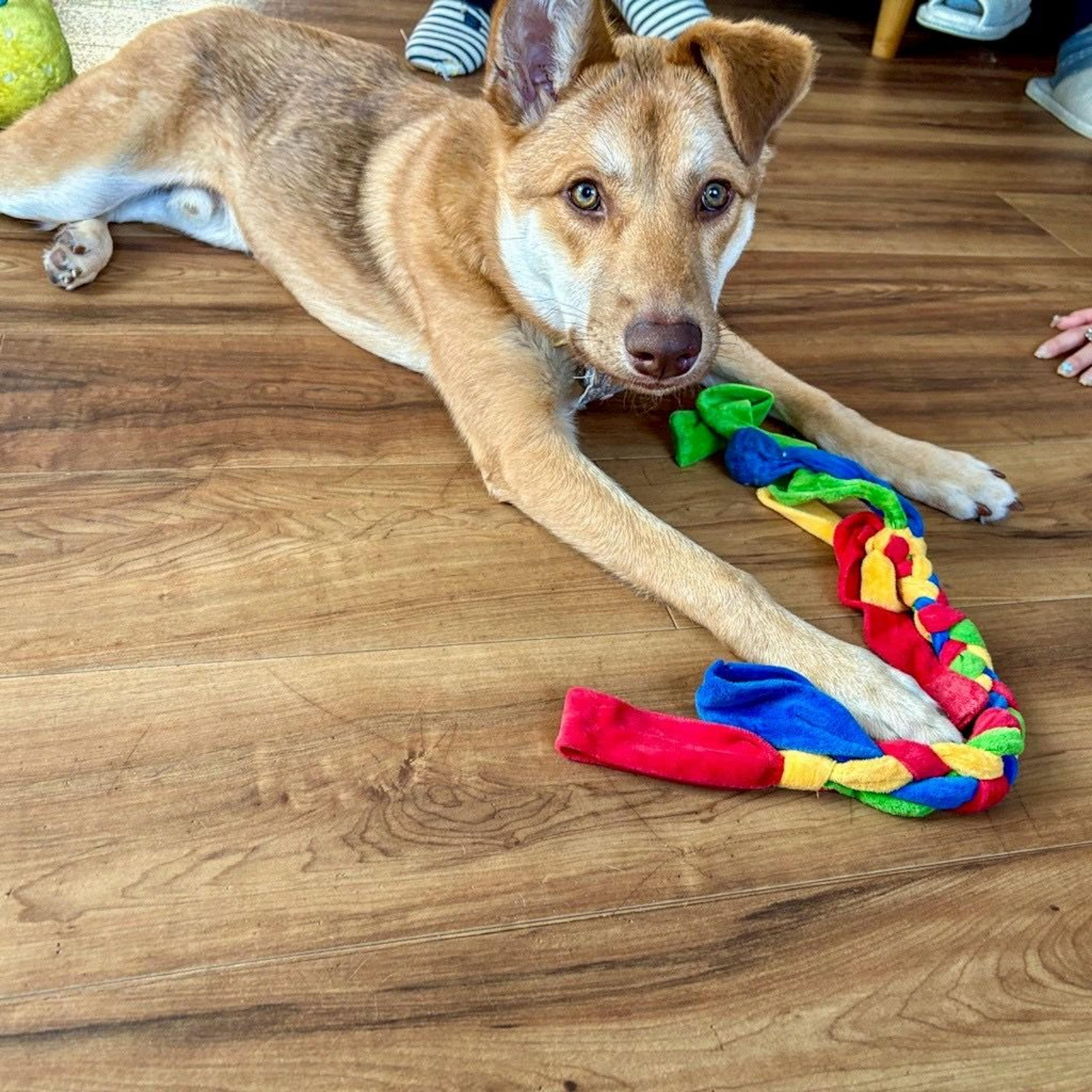 pet-image-3