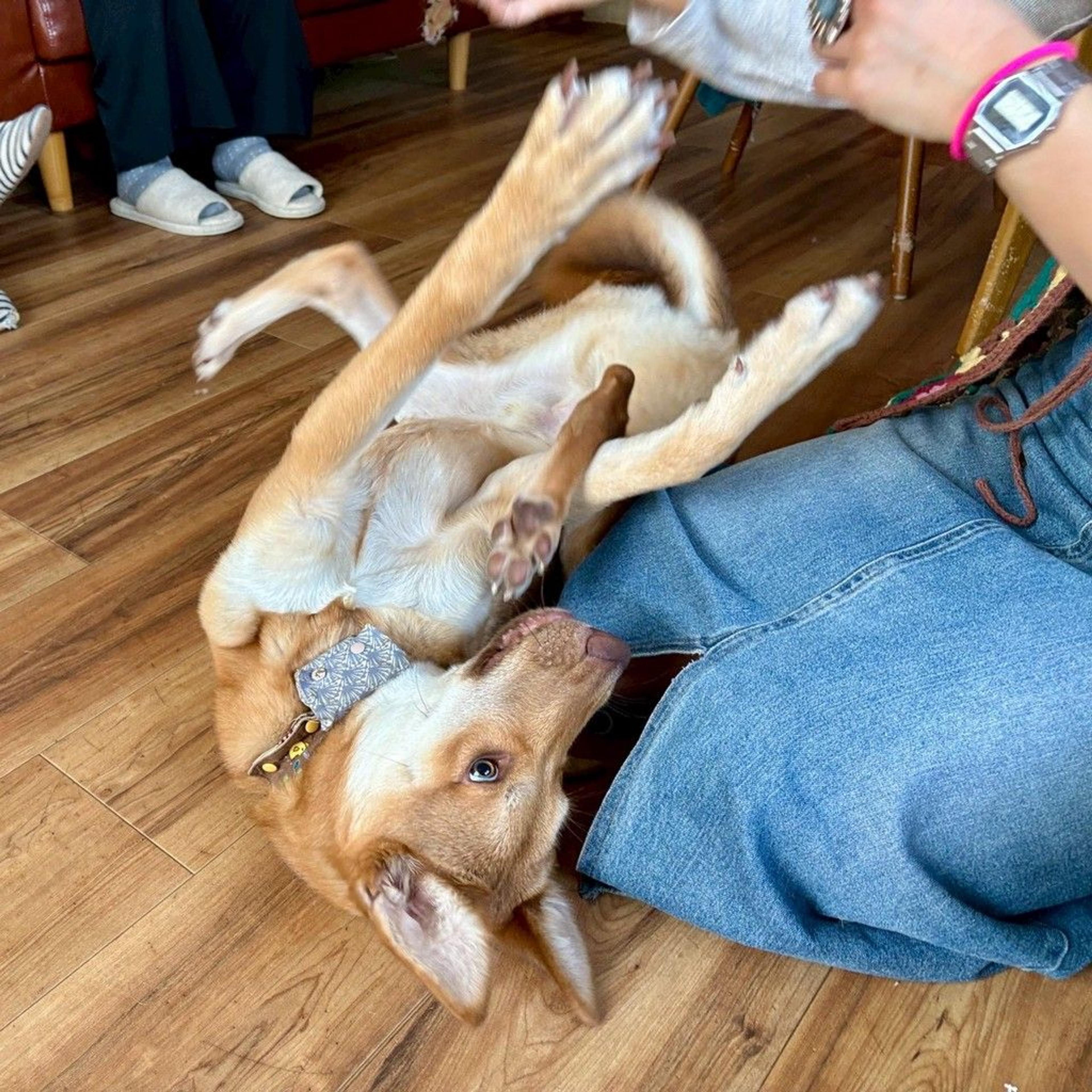 pet-image-4