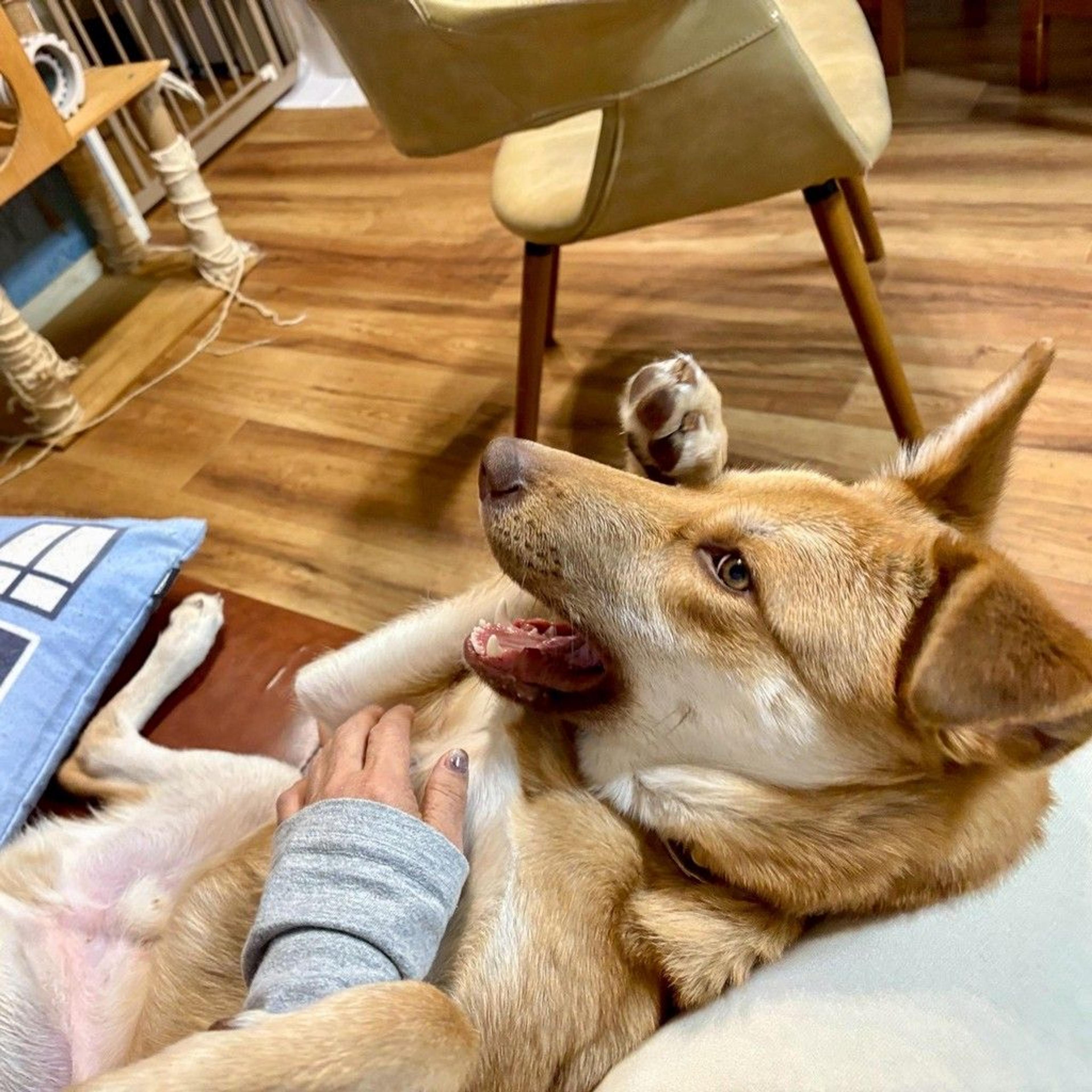 pet-image-5