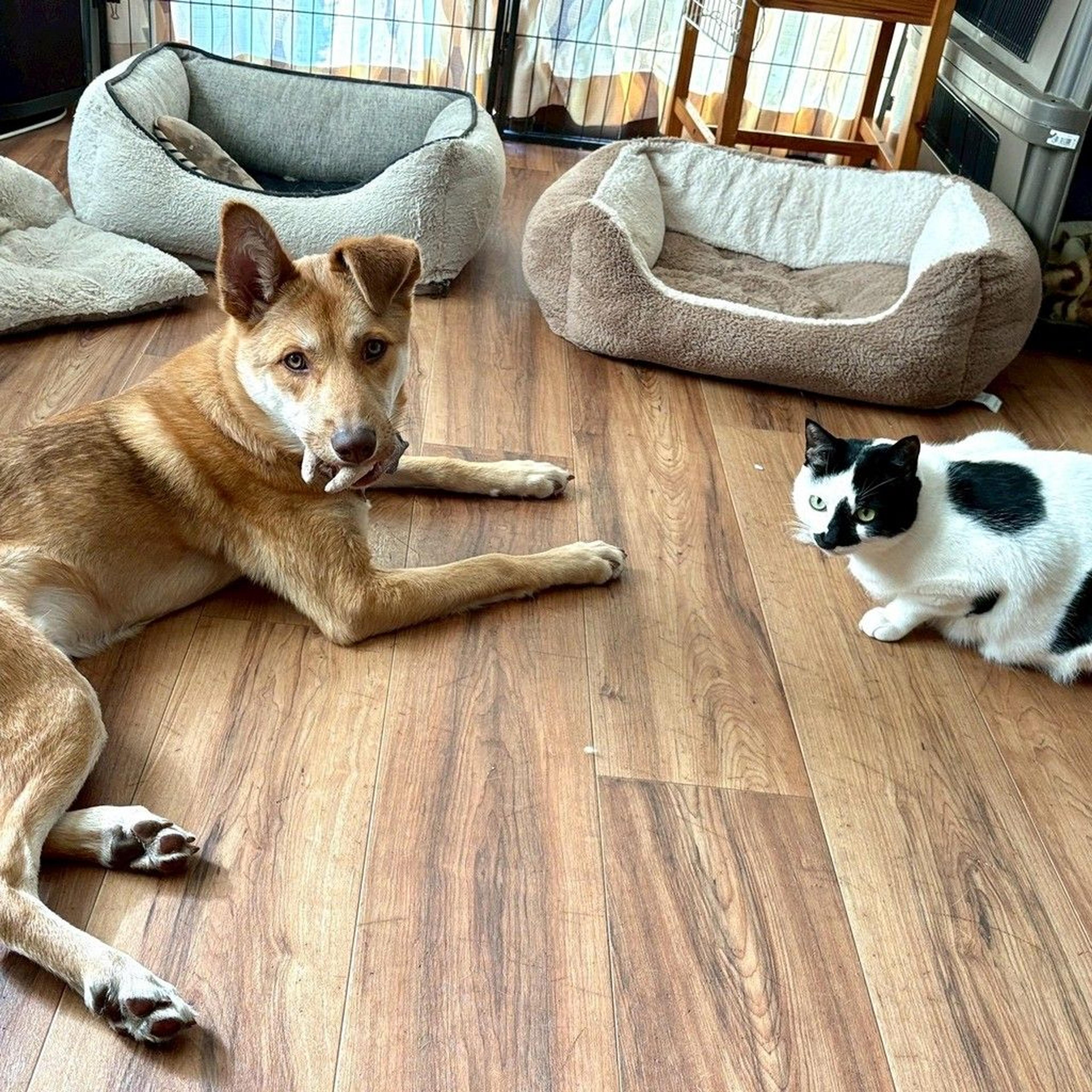 pet-image-6