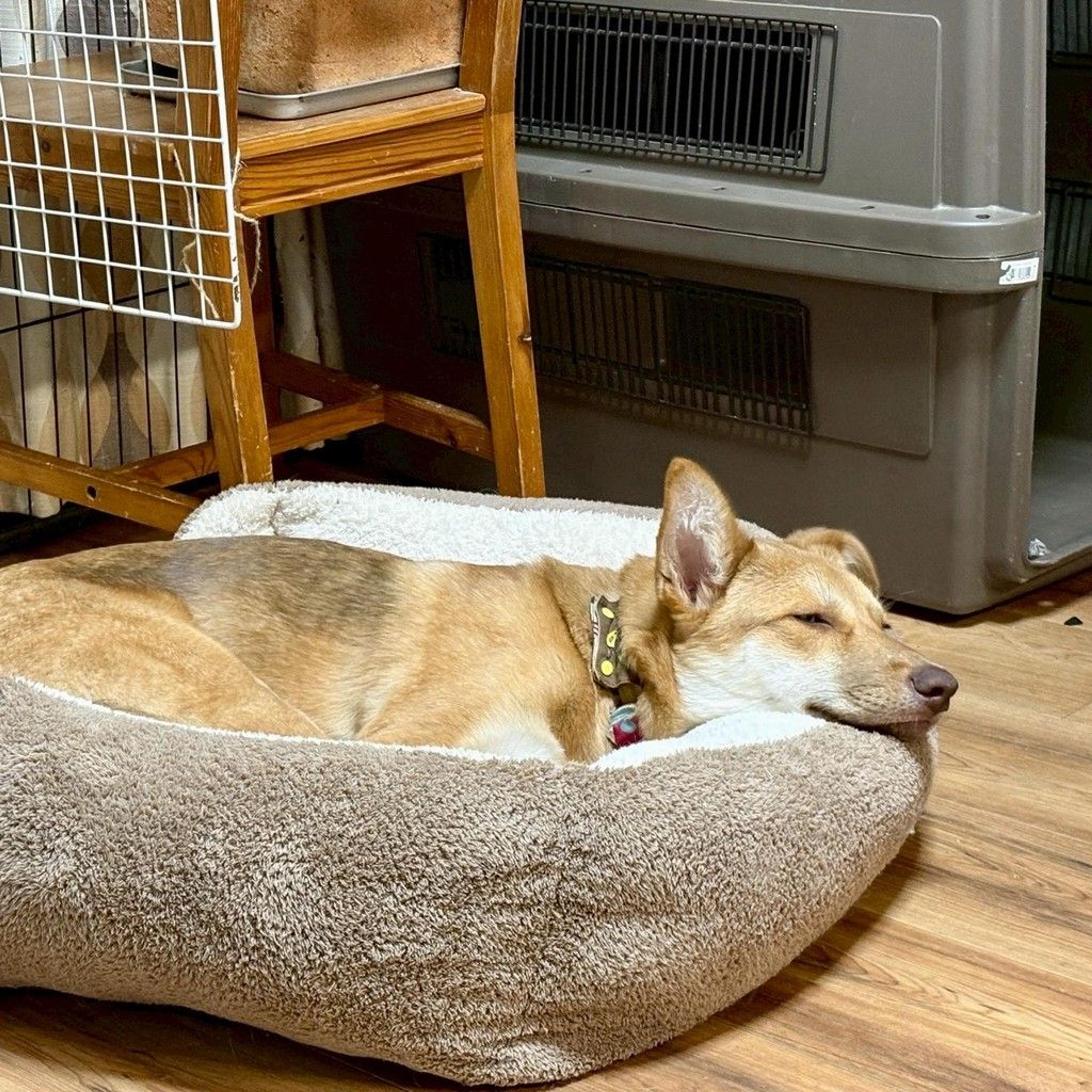 pet-image-7