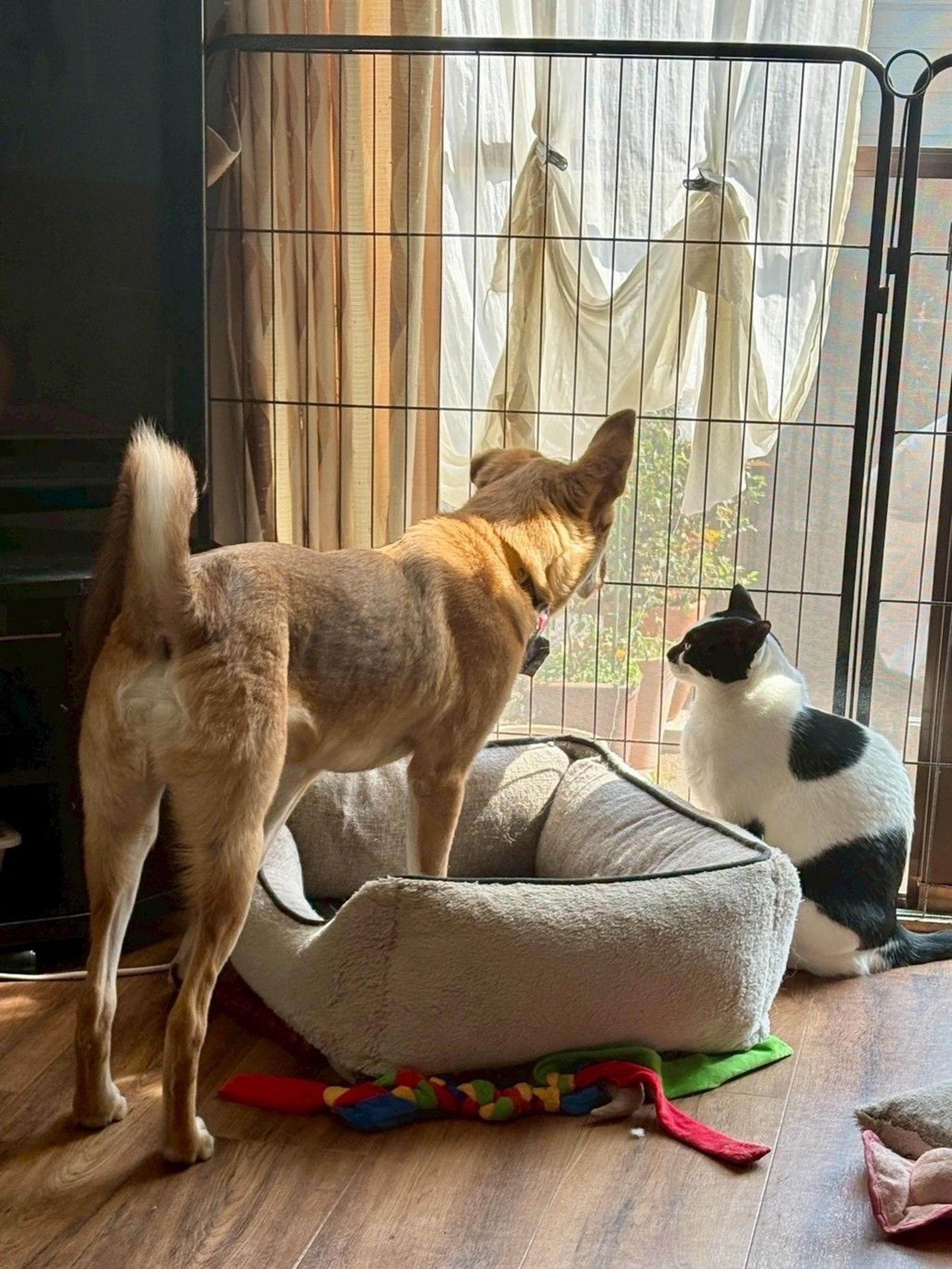 pet-image-8