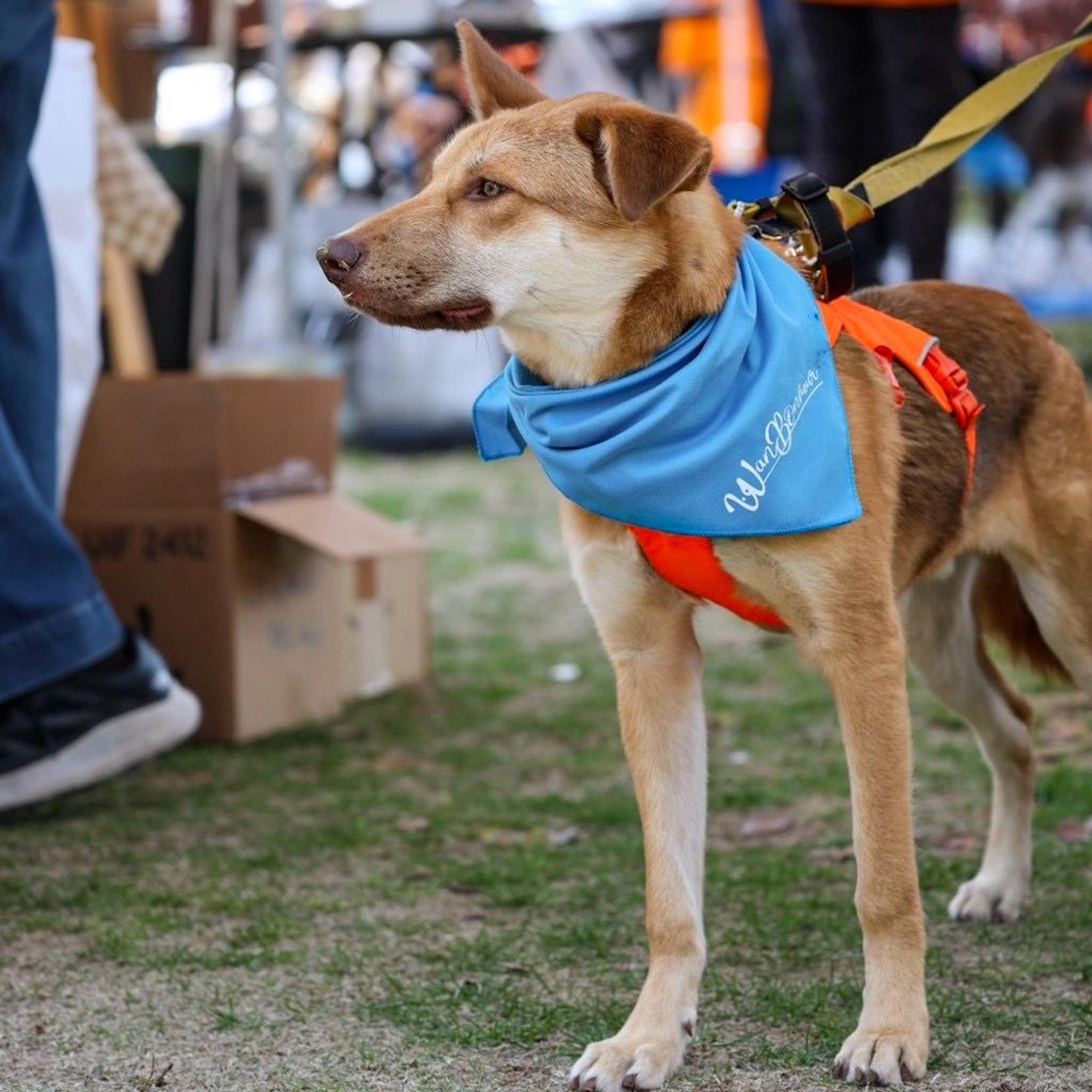 pet-image-9